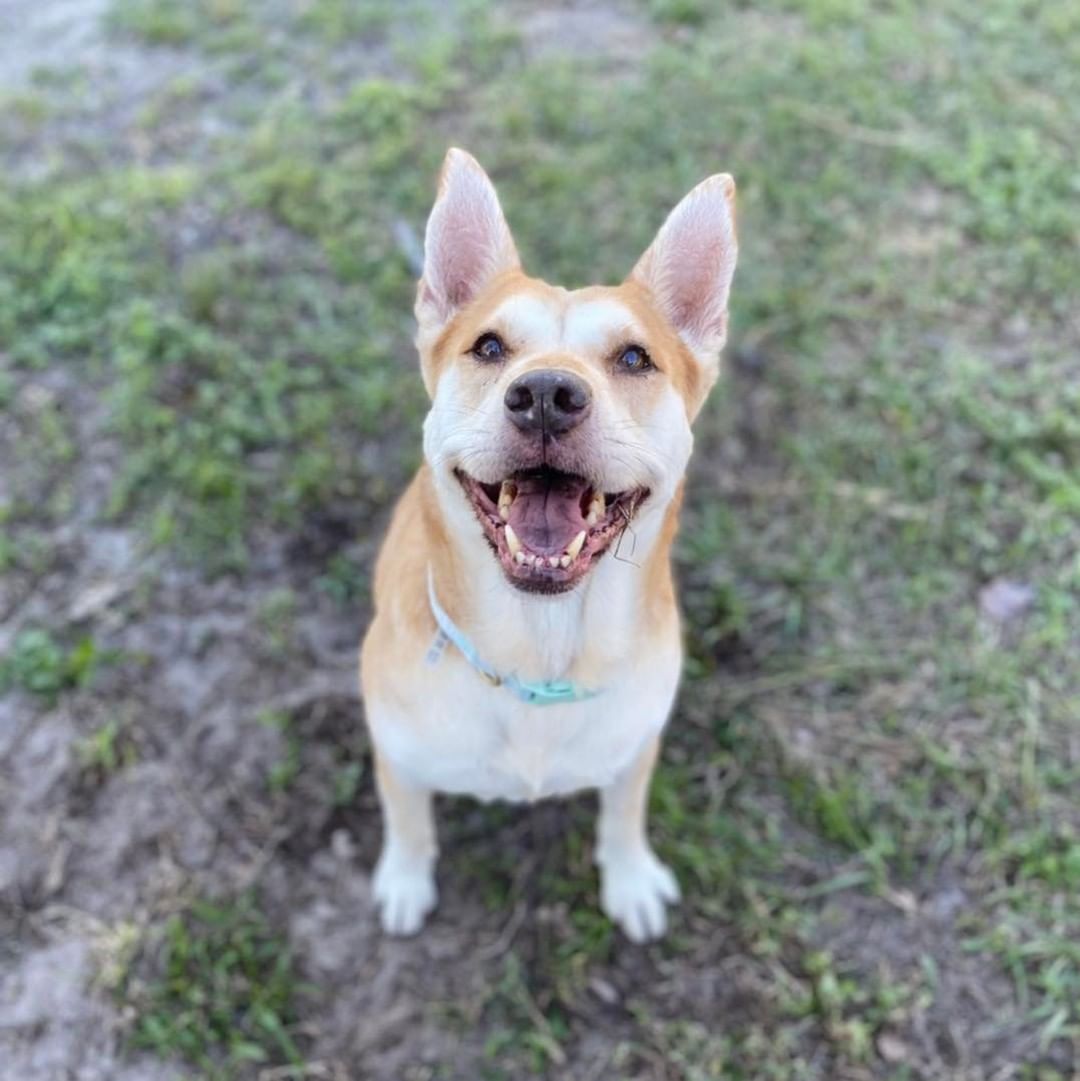 Meet Talia!

Talia came to us from our good friends over at Pasco County Animal Services! She has been settling in to life at our shelter but, would love to find her forever home! 

This sweet senior girl is a registered Korean Jindo dog! She is estimated to be around 10 years young, But don’t let her age fool you, she’s a feisty lady with a lot of pep in her step! She enjoys going for walks (she walks really well on a leash too) and playing fetch with her lamb chop toy! 

Jindo’s are known to be almost cat like. Intelligent, independent, and confident. Talia would do best in a semi active home with no other dogs. She enjoys having her human(s) all to herself! She also likes naps and LOVES treats! 

Talia is fixed, microchipped and up to date on vaccines. Interested in adopting this cutie?! Please fill out an application at the link below!

https://www.shelterluv.com/matchme/adopt/RAR/Dog