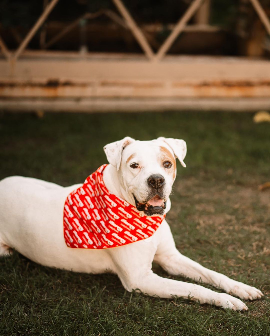 🐶 MEET SPENCER 🐶

Spencer is who we rescued from the shelter that was close to being put down 💔 We noticed that he will be your lapdog if you want him to be though! He is very loving, very well behaved, has good energy but doesn’t overdo it. He was great at his vet appointment, friendly with everyone, doesn’t pull on the leash, even though he’s seven years old he has a clean bill of health! 🥰 We had his blood work done yesterday and all is good. (He does need dental work and we’re trying to get that taken care of). He has great with other dogs 🐕 he doesn’t beg for food while you’re eating, he is potty 🚽 trained and he makes the cutest noises . He is literally the best behaved dog! He is also curious of turtles 🐢 if you can tell 🤪

We are looking to help raise money for this sweet boy for his dental work, so if you want to donate towards , Spencer will appreciate it ♥️

If you’re interested in adopting him, please fill out our adoption application!

📸: @sraphotography 

🖤Disclaimer🖤
Due to a tremendously high volume of dogs we’re handling, it may take time to respond to applications. You can kindly reach out to us if you don’t hear back within a week of submitting your application. Thank you so much for considering to adopt from us! 

💰 Adoption fees are $250 💰 
🇺🇸 FEES ARE WAIVED FOR VETERANS (with proper verification) 🇺🇸 

Adoption Application:
https://docs.google.com/forms/d/e/1FAIpQLSfHLUJs50W72GsC6owZCLTo2kQ3cu0mxUTp8hMtnvvPToIIAw/viewform

BBBRescue amazon wishlist:
https://www.amazon.com/hz/wishlist/ls/2PK4DTW0PNJ31?ref_=wl_share

🖤 LinkTree: https://linktr.ee/bbbrescue2014
♥️Venmo: BBBRescue 
🖤PayPal: available upon request 
♥️Zelle: bbbrescue2014@gmail.com 
🖤Become a monthly donor: https://www.patreon.com/BBBRESCUE
♥️Amazon Smile Account:
Bakersfield Boxers & Bullies Rescue
💰Donations are tax deductible 💰