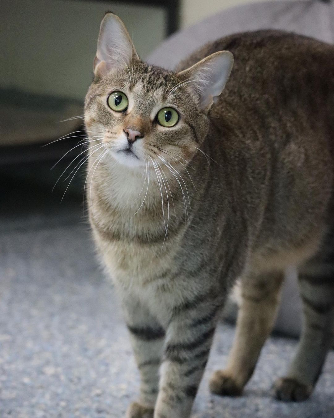 With cats like Monkey, sometimes the name fits a little too well 🙈

The name really says it all with this guy. He’s playful, goofy, mischievous, and loving just like any good monkey 🐒 

Stop by from 12-6 to meet everyone’s favorite cat tree crawler 🐵

🙈🙉🙊 pethelpers.org 🙈🙉🙊