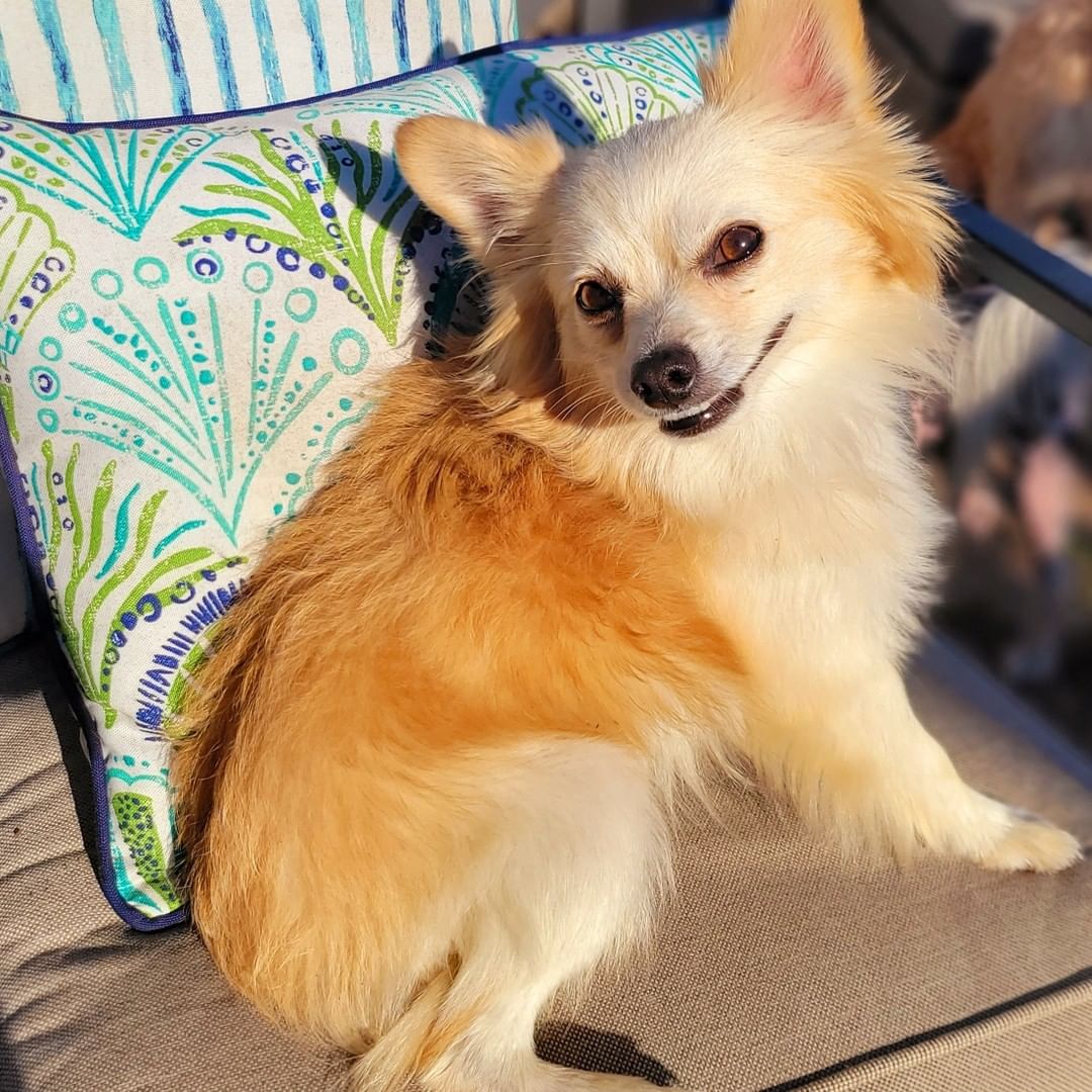 NEW TO THE CREW!!

Meet TEDDY - 2 yo male Pomeranian mix 💙

https://bluetails.org/adoption-application