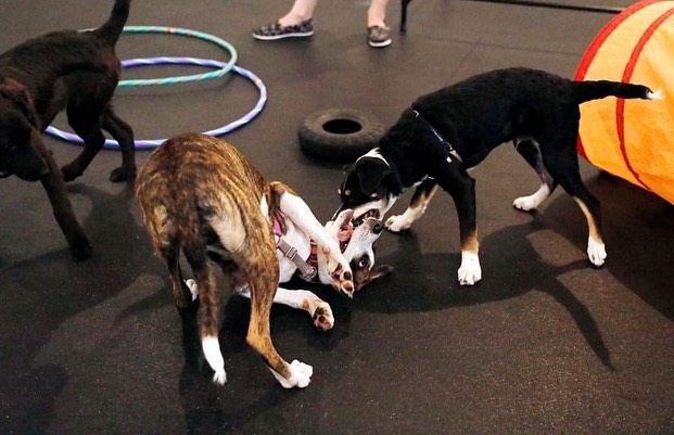 Who doesn’t love to play! Bring your puppy to our puppy social hour, Wednesdays 6:30-7:30! 

Register: bit.ly/UMDRPuppyPlay