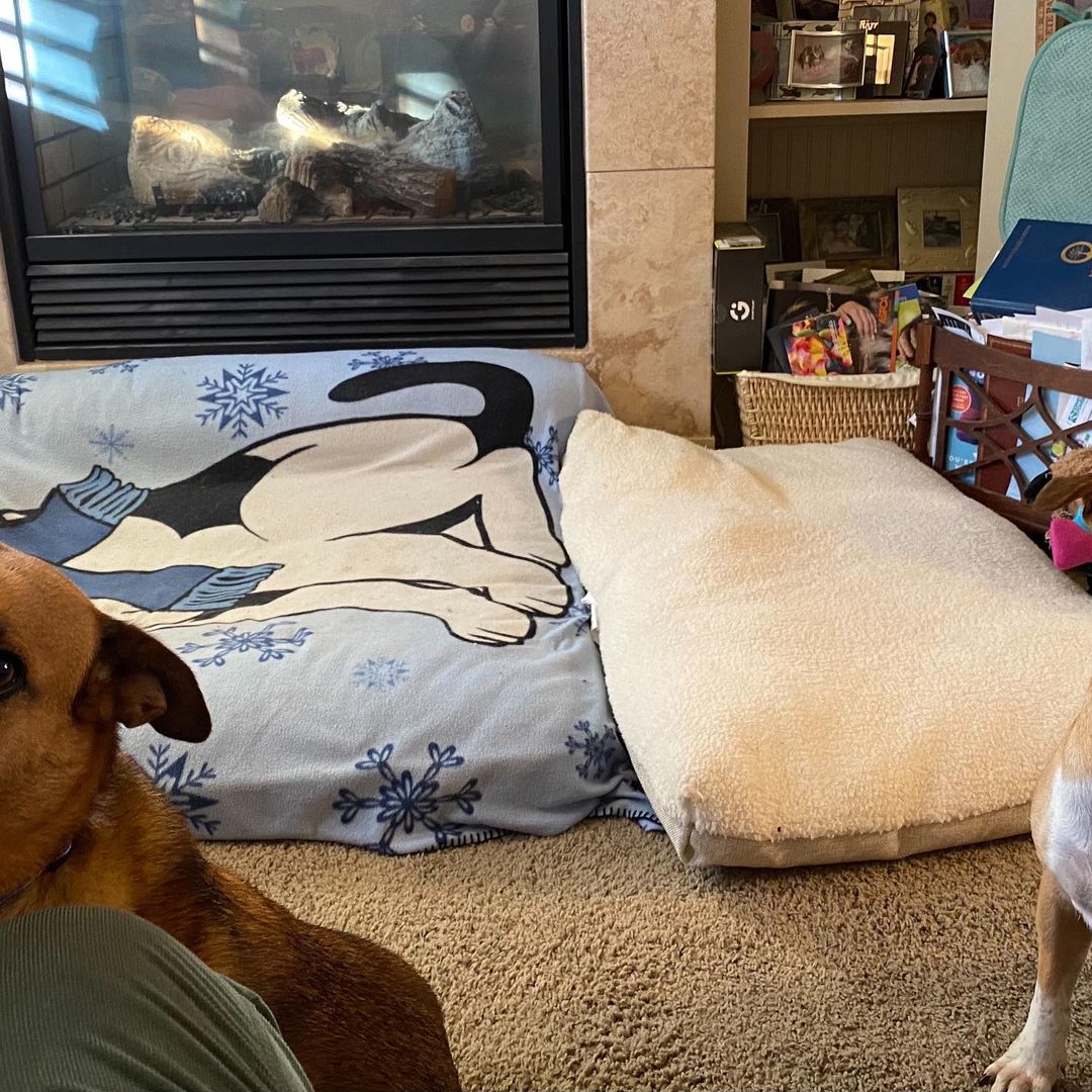 Sugar is now Gracie Belle and has a sister named Maggie! It didn't take her any time at all to find the toy boxes and comfy spots around the house. <a target='_blank' href='https://www.instagram.com/explore/tags/ccpalrescue/'>#ccpalrescue</a> <a target='_blank' href='https://www.instagram.com/explore/tags/happilyeverafters/'>#happilyeverafters</a> <a target='_blank' href='https://www.instagram.com/explore/tags/successstories/'>#successstories</a>