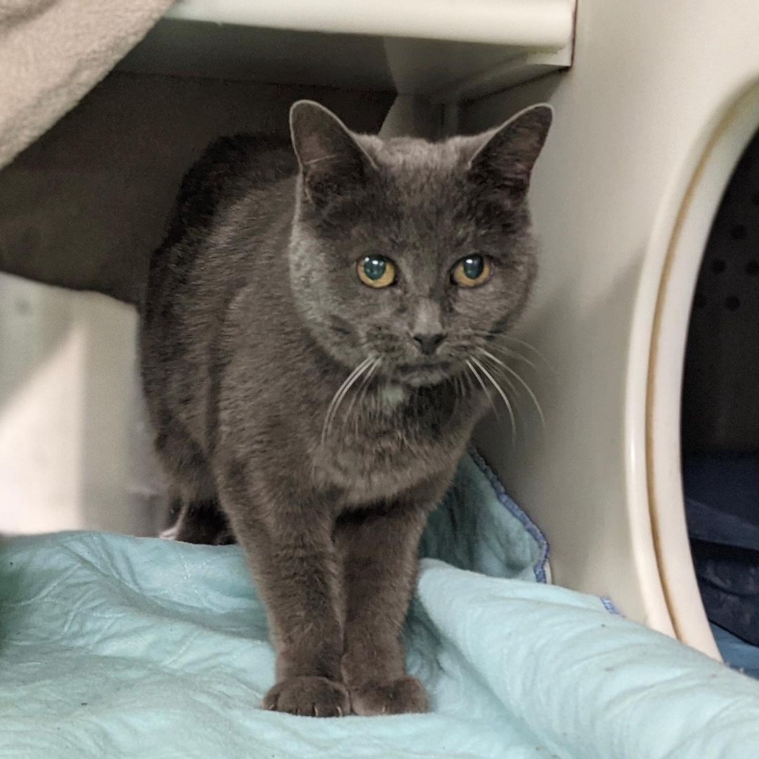 GRIGRIS AIMERAIT BIEN «PÉTRIR» VOTRE CŒUR ❤️

En ce Mois de la sensibilisation aux animaux âgés, l’équipe de Salut Bonjour vous présente la douce GriGris, une jolie chatte de 13 ans. Cette minette d’expérience, qui adore les caresses et l’herbe à chat, se met à faire du « pétrissage » dès qu’elle s’aperçoit que quelqu’un la regarde. Un foyer calme, sans jeunes enfants ou autres animaux, lui permettra de régner à son goût sur son nouveau royaume! Avez-vous une petite place chez vous pour GriGris, la chatte porte-bonheur? Cliquez sur le lien « Animal vedette Salut Bonjour » dans notre bio ou visitez spca.com pour les détails.

//
GRIGRIS WOULD LOVE TO “KNEAD” YOUR HEART

In its series for Adopt a Senior Pet month, Salut Bonjour is featuring GriGris, a beautiful 13-year-old cat. This sweet older kitty loves petting and catnip, and starts “kneading” as soon as she realizes someone is looking at her. A quiet home, without young children or other animals, will allow her to reign over her new kingdom to her heart's content! GriGris would love to bring her happiness to your home. Do you have room for GriGris? Click on the link “Animal vedette Salut Bonjour’ in our bio or visit spca.com for details.