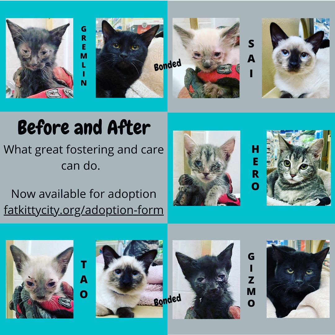 Check out our before and after rescue kittens! THANK YOU to our amazing foster team and @shapleton Vicki Shapleton for leading the efforts and loving all these little kittens who without her and the rest of our foster team would not stand a chance at life. If you are interested in giving one of these kittens a forever home, please fill out an application on our Fat Kitty City Website.”
.
.
.
.
.
.
.
.
<a target='_blank' href='https://www.instagram.com/explore/tags/eldoradocats/'>#eldoradocats</a> <a target='_blank' href='https://www.instagram.com/explore/tags/fatkittycity/'>#fatkittycity</a> <a target='_blank' href='https://www.instagram.com/explore/tags/fatkittycitysanctuary/'>#fatkittycitysanctuary</a> <a target='_blank' href='https://www.instagram.com/explore/tags/fatkittycityrescue/'>#fatkittycityrescue</a> <a target='_blank' href='https://www.instagram.com/explore/tags/eldoradohills/'>#eldoradohills</a> <a target='_blank' href='https://www.instagram.com/explore/tags/folsom/'>#folsom</a> <a target='_blank' href='https://www.instagram.com/explore/tags/kittens/'>#kittens</a> <a target='_blank' href='https://www.instagram.com/explore/tags/hungrycats/'>#hungrycats</a> <a target='_blank' href='https://www.instagram.com/explore/tags/sanctuarycat/'>#sanctuarycat</a> <a target='_blank' href='https://www.instagram.com/explore/tags/sanctuarycats/'>#sanctuarycats</a> <a target='_blank' href='https://www.instagram.com/explore/tags/catworlddomination/'>#catworlddomination</a> <a target='_blank' href='https://www.instagram.com/explore/tags/kittensdaily/'>#kittensdaily</a> <a target='_blank' href='https://www.instagram.com/explore/tags/rescuesanctuary/'>#rescuesanctuary</a> <a target='_blank' href='https://www.instagram.com/explore/tags/rescuecatsrule/'>#rescuecatsrule</a> <a target='_blank' href='https://www.instagram.com/explore/tags/sanctuarylife/'>#sanctuarylife</a> <a target='_blank' href='https://www.instagram.com/explore/tags/fkchs/'>#fkchs</a> <a target='_blank' href='https://www.instagram.com/explore/tags/adoptme/'>#adoptme</a> <a target='_blank' href='https://www.instagram.com/explore/tags/hunkoflove/'>#hunkoflove</a> <a target='_blank' href='https://www.instagram.com/explore/tags/readyforahome/'>#readyforahome</a> <a target='_blank' href='https://www.instagram.com/explore/tags/loveme/'>#loveme</a> <a target='_blank' href='https://www.instagram.com/explore/tags/bestcat/'>#bestcat</a> <a target='_blank' href='https://www.instagram.com/explore/tags/beforeandafter/'>#beforeandafter</a> <a target='_blank' href='https://www.instagram.com/explore/tags/nonprofitrescue/'>#nonprofitrescue</a>