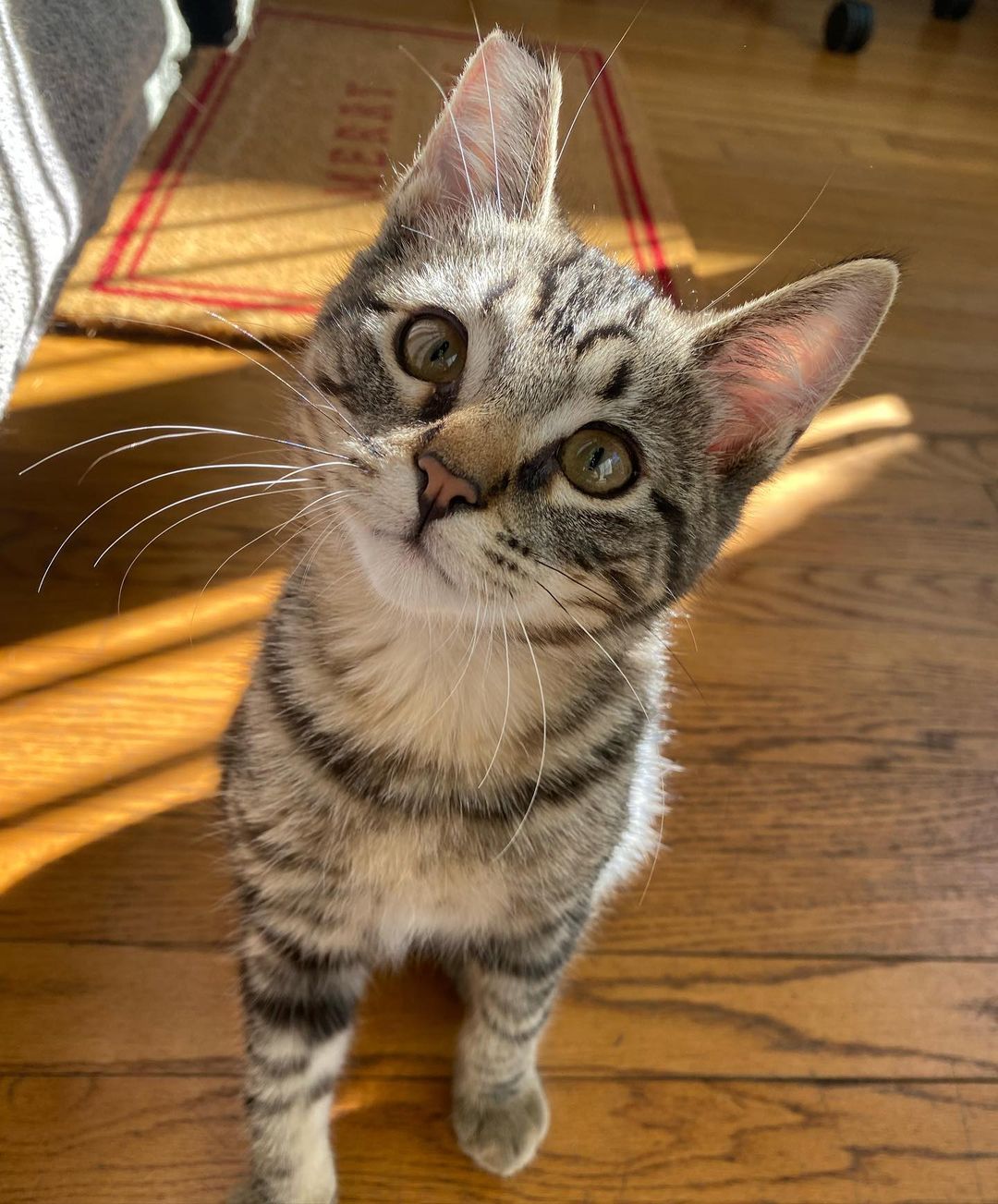 Watcha waiting for?!?! ❤️❤️ Bring home this ridiculously awesome cat! 
Bruno is the total package!! Handsome, sooo sweet, fun, cool and great with cats! 
Bruno plays hard and snuggles  harder. He loves tuna tube treats and chasing his tail. You can often find him hangin’ in a cat tree and watching the birds from the front door. 
Bruno is about 15 weeks old , fully vetted , and ready to go home. Must be adopted into a home with another kitty kat for him to grow up with.
DM for an adoption questionnaire! 
.
.
.
.
.
.
.
.
.
<a target='_blank' href='https://www.instagram.com/explore/tags/hiptobetipped/'>#hiptobetipped</a><a target='_blank' href='https://www.instagram.com/explore/tags/toosweetforthestreet/'>#toosweetforthestreet</a><a target='_blank' href='https://www.instagram.com/explore/tags/fromthestreetstothesheets/'>#fromthestreetstothesheets</a><a target='_blank' href='https://www.instagram.com/explore/tags/tabbycat/'>#tabbycat</a><a target='_blank' href='https://www.instagram.com/explore/tags/tabbykitten/'>#tabbykitten</a><a target='_blank' href='https://www.instagram.com/explore/tags/bruno/'>#bruno</a><a target='_blank' href='https://www.instagram.com/explore/tags/whiskerwednesday/'>#whiskerwednesday</a><a target='_blank' href='https://www.instagram.com/explore/tags/whiskers/'>#whiskers</a><a target='_blank' href='https://www.instagram.com/explore/tags/catsrule/'>#catsrule</a><a target='_blank' href='https://www.instagram.com/explore/tags/kitty/'>#kitty</a><a target='_blank' href='https://www.instagram.com/explore/tags/kittensofinstagram/'>#kittensofinstagram</a><a target='_blank' href='https://www.instagram.com/explore/tags/kittens_today/'>#kittens_today</a><a target='_blank' href='https://www.instagram.com/explore/tags/dailycat/'>#dailycat</a><a target='_blank' href='https://www.instagram.com/explore/tags/instacat/'>#instacat</a><a target='_blank' href='https://www.instagram.com/explore/tags/instakitten/'>#instakitten</a><a target='_blank' href='https://www.instagram.com/explore/tags/adoptme/'>#adoptme</a><a target='_blank' href='https://www.instagram.com/explore/tags/kittenadoptions/'>#kittenadoptions</a><a target='_blank' href='https://www.instagram.com/explore/tags/tnrsaveslives/'>#tnrsaveslives</a><a target='_blank' href='https://www.instagram.com/explore/tags/kittyfriends/'>#kittyfriends</a><a target='_blank' href='https://www.instagram.com/explore/tags/adoptdontshop/'>#adoptdontshop</a><a target='_blank' href='https://www.instagram.com/explore/tags/spayyourcatspeople/'>#spayyourcatspeople</a><a target='_blank' href='https://www.instagram.com/explore/tags/huffpostgram/'>#huffpostgram</a>