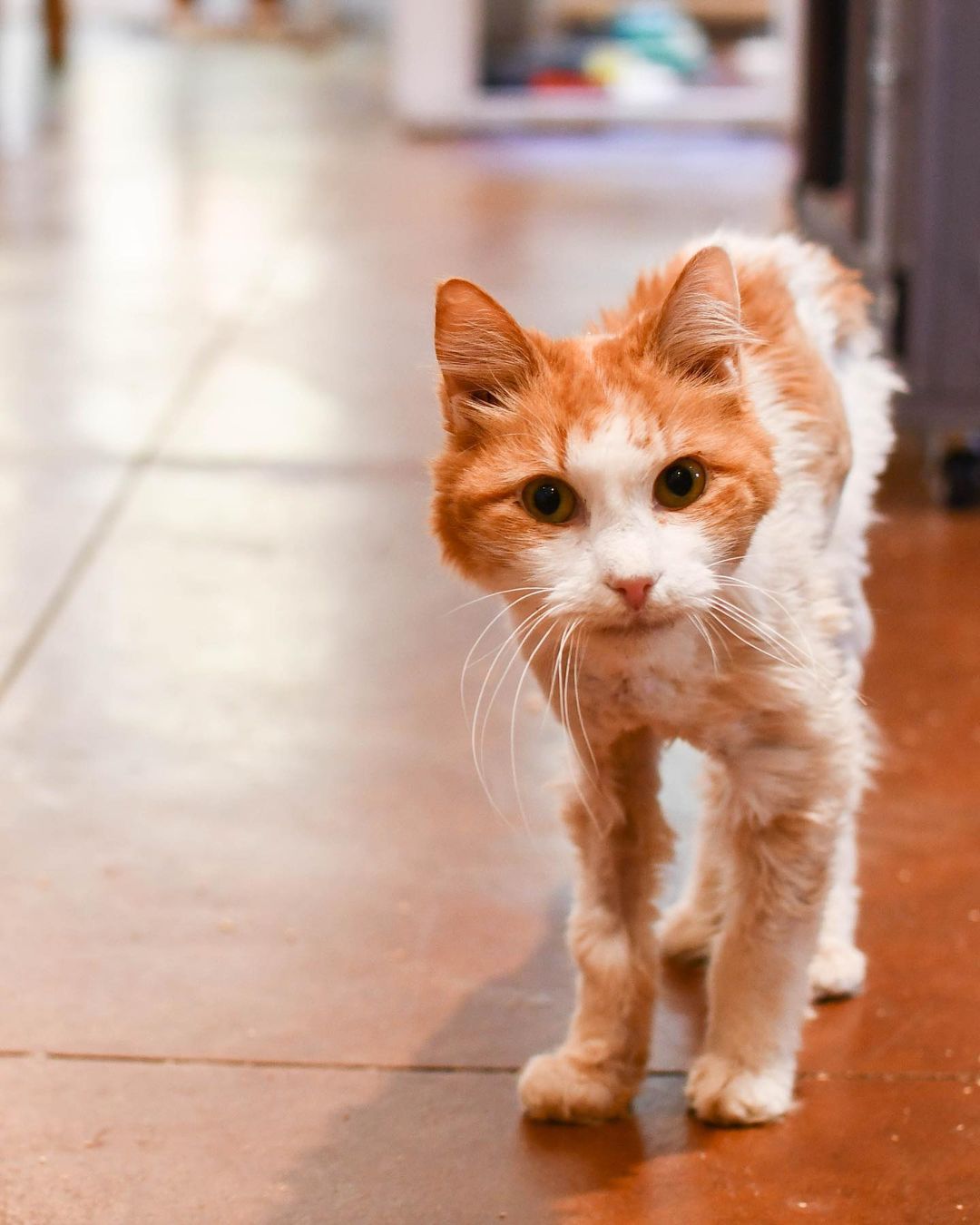 When Lemon Tart was returned to Furkids, he turned every head in the room...

This scruffy guy was brought back to us after his previous owners were unable to care for him any longer. Currently, he is emaciated and in the process of growing back his fur after having several matts removed. And now, we’re looking into possible neurological damage from a past ear infection.

Despite Lemon Tart’s shaggy looks, we can’t emphasize enough how special this baby is.🧡 He loves trotting around the adoption room with his bonded brother Finnegan, and adores cuddling with volunteers and staff members! He'll never turn down a treat (or two) and he gives a five star hug! Right now, Lemon Tart needs a foster home to help him gain weight and feel soothed in a home environment. If you can help house this baby, please DM us. Thank you!