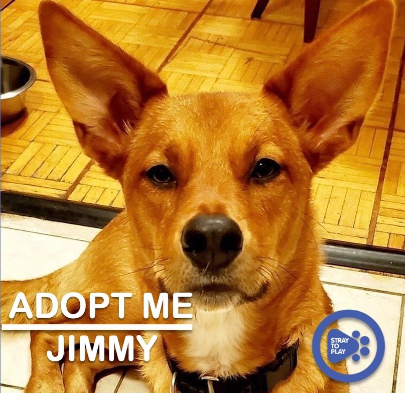 Want to add a second pup to your family?! 🐾

Look no further than Jimmy. This handsome fox is about 1.5 years old and he is definitely a dog’s dog! He always says hi to other dogs on his walks and he can’t get enough cuddles with his furry foster sister. He’s also cool with kitty friends. 🐱

🏠 His perfect home needs to have a doggy pal to show him the ropes and make him feel comfortable. Jimmy still has a bit of stranger danger when he first meets new people, but after a few visits he is able to relax. With his people, he’s able to show his sweet personality. Jimmy is fully house trained and is comfortable in his crate for short periods of time. He would benefit from being in a quieter area, but could do well in a busy area with a calm, confident handler. 

💕 Jimmy is a loving, playful and smart pup. He loves to cuddle and wants to be with his humans all the time. He is a great companion for someone who knows how to lead a nervous dog. His nervousness stems from not knowing enough about humans or new environments. Once he is familiar, he is a confident and brave pupper.

To find out more about Jimmy, or apply to adopt, click the link in our bio to visit our website. 

<a target='_blank' href='https://www.instagram.com/explore/tags/adoptapet/'>#adoptapet</a> <a target='_blank' href='https://www.instagram.com/explore/tags/opttoadopt/'>#opttoadopt</a> <a target='_blank' href='https://www.instagram.com/explore/tags/adoptdontshop/'>#adoptdontshop</a> <a target='_blank' href='https://www.instagram.com/explore/tags/straytoplay/'>#straytoplay</a> <a target='_blank' href='https://www.instagram.com/explore/tags/rescuedog/'>#rescuedog</a> <a target='_blank' href='https://www.instagram.com/explore/tags/torontodogs/'>#torontodogs</a> <a target='_blank' href='https://www.instagram.com/explore/tags/ontariorescuedogs/'>#ontariorescuedogs</a> <a target='_blank' href='https://www.instagram.com/explore/tags/foreverhomeneeded/'>#foreverhomeneeded</a> <a target='_blank' href='https://www.instagram.com/explore/tags/torontodogsforadoption/'>#torontodogsforadoption</a>