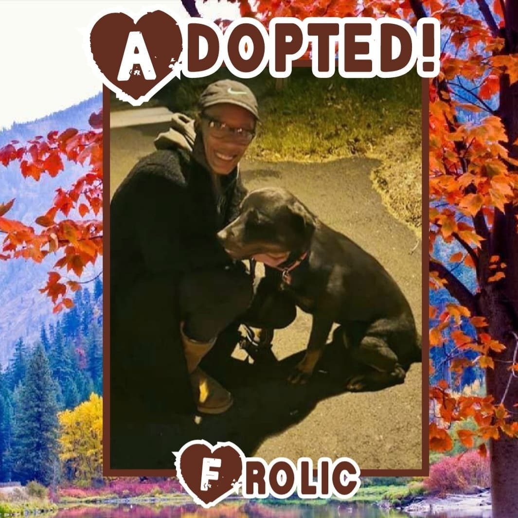 🥰HAPPY TAILS!🥰 Congrats to Moonshine and Frolic on finding their happily ever after's! 🥳
<a target='_blank' href='https://www.instagram.com/explore/tags/rescue/'>#rescue</a> <a target='_blank' href='https://www.instagram.com/explore/tags/dontshopadopt/'>#dontshopadopt</a> <a target='_blank' href='https://www.instagram.com/explore/tags/shelterdogs/'>#shelterdogs</a> <a target='_blank' href='https://www.instagram.com/explore/tags/foster/'>#foster</a> <a target='_blank' href='https://www.instagram.com/explore/tags/fosteringsaveslives/'>#fosteringsaveslives</a> <a target='_blank' href='https://www.instagram.com/explore/tags/volunteer/'>#volunteer</a> <a target='_blank' href='https://www.instagram.com/explore/tags/sponsor/'>#sponsor</a> <a target='_blank' href='https://www.instagram.com/explore/tags/donate/'>#donate</a> <a target='_blank' href='https://www.instagram.com/explore/tags/bethechange/'>#bethechange</a> <a target='_blank' href='https://www.instagram.com/explore/tags/onebyoneuntiltherearenone/'>#onebyoneuntiltherearenone</a> 
💙 shelterfriends.org 💙