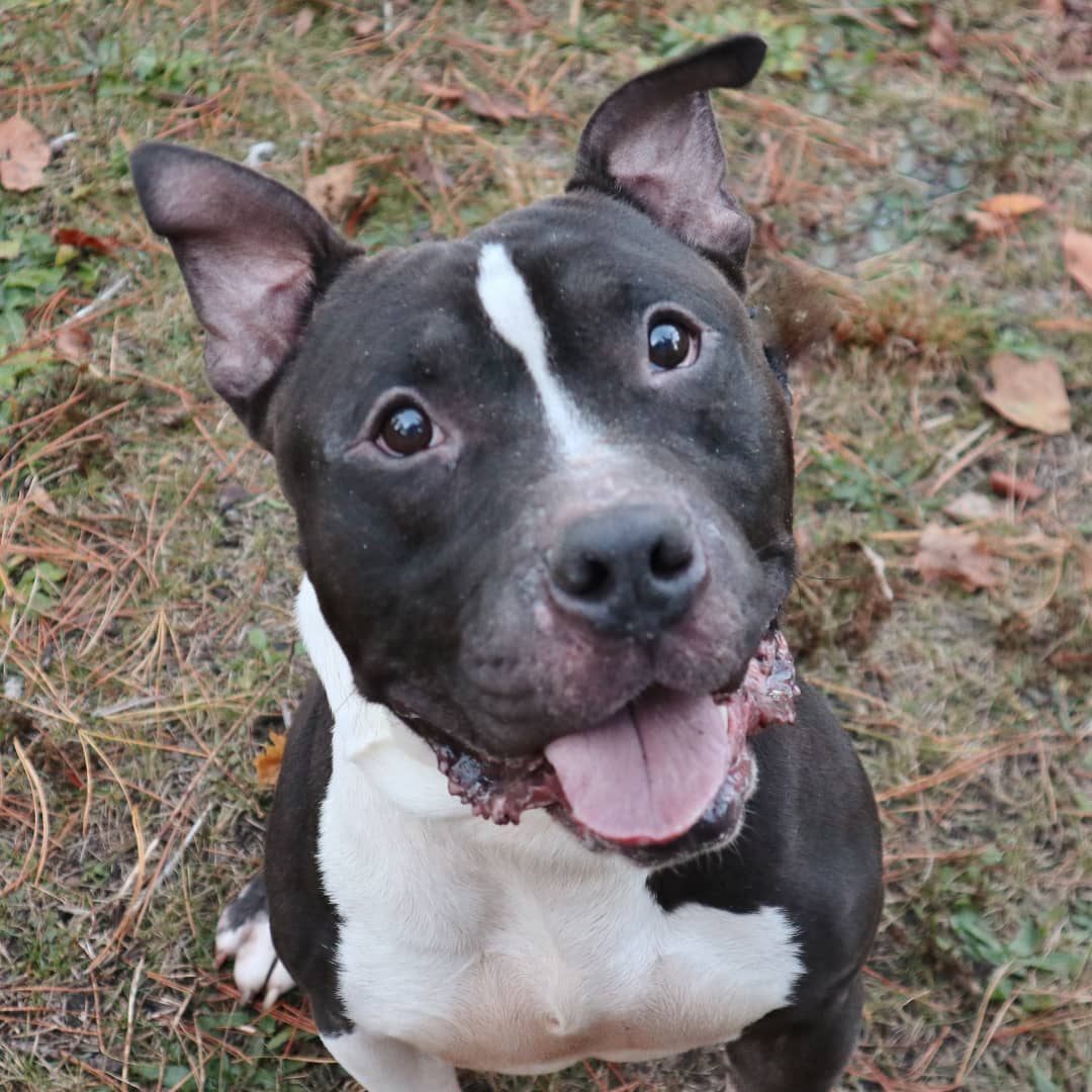 Ace realizes he may be asking a little more than the average dog but come on......look at this face!  How can you say no?!  Ace is about 4 1/2 years old and this goofball of a dog was turned in by his owner with no reason given.  We later discovered that Ace is diabetic.  Now that he's being treated with insulin, he's feeling like a brand new boy!  He's on it twice a day, along with a prescription diet (Hill's W/D) and that does the trick for this sweetheart.  Insulin is relatively inexpensive and a prescription diet is about the same as feeding your dog a good diet, so we hope that someone will offer our playful, silly boy the home of his dreams.  Ace is a barrel of laughs!  He absolutely loves to run and play, and after he gets his jumpies out in our exercise yard, he's happy to sit on your feet peacefully.  Ace is a bit grabby when he takes his treats and toys, so a home with no young kids is best, but he's otherwise well behaved and he's good with larger dogs too.  He'd love to meet you!  Call 609-693-1900 or email:  office@ahsppz.org for an application.  File<a target='_blank' href='https://www.instagram.com/explore/tags/53520/'>#53520</a>  8/10/21
<a target='_blank' href='https://www.instagram.com/explore/tags/dogs/'>#dogs</a> <a target='_blank' href='https://www.instagram.com/explore/tags/dogsofinstagram/'>#dogsofinstagram</a> <a target='_blank' href='https://www.instagram.com/explore/tags/specialdogs/'>#specialdogs</a> <a target='_blank' href='https://www.instagram.com/explore/tags/rescuedogs/'>#rescuedogs</a> <a target='_blank' href='https://www.instagram.com/explore/tags/deservingdogs/'>#deservingdogs</a> <a target='_blank' href='https://www.instagram.com/explore/tags/happydogs/'>#happydogs</a> <a target='_blank' href='https://www.instagram.com/explore/tags/funloving/'>#funloving</a> <a target='_blank' href='https://www.instagram.com/explore/tags/sillydog/'>#sillydog</a> <a target='_blank' href='https://www.instagram.com/explore/tags/adopt/'>#adopt</a> <a target='_blank' href='https://www.instagram.com/explore/tags/adoptdontshop/'>#adoptdontshop</a>