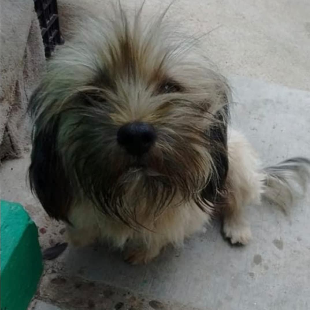 Available for Adoption 
<a target='_blank' href='https://www.instagram.com/explore/tags/AdoptAFriend/'>#AdoptAFriend</a> 
Meet Gala

Gala is approx 1.5 years old. She  weighs about 15LB,  Is up-to-date on all her vaccines and is spayed. Gala can be shy at first but once she gains trust she is very affectionate and Loves to be Cuddled. We believe she is a Maltese mix. Glada is great with other dogs and is crate trained.

Gala and 3 other dogs were rescued by rescuer Izza Morales,  These dogs were not in a safety place. They were at risk of being run over by on going traffic. When rescued Gala and her friends were infested with ticks and fleas.

If you would like to fill out an application For Gala visit our website(Link in Bio)
☎️📞📱
Vicky Godoy 
(619) 733-1512 

<a target='_blank' href='https://www.instagram.com/explore/tags/fhstj/'>#fhstj</a><a target='_blank' href='https://www.instagram.com/explore/tags/adoptadogsandiego/'>#adoptadogsandiego</a><a target='_blank' href='https://www.instagram.com/explore/tags/adoptdontshop/'>#adoptdontshop</a><a target='_blank' href='https://www.instagram.com/explore/tags/dog/'>#dog</a><a target='_blank' href='https://www.instagram.com/explore/tags/puppy/'>#puppy</a><a target='_blank' href='https://www.instagram.com/explore/tags/sandiego/'>#sandiego</a><a target='_blank' href='https://www.instagram.com/explore/tags/smalldogs/'>#smalldogs</a><a target='_blank' href='https://www.instagram.com/explore/tags/mansbestfriend/'>#mansbestfriend</a><a target='_blank' href='https://www.instagram.com/explore/tags/petadoption/'>#petadoption</a><a target='_blank' href='https://www.instagram.com/explore/tags/petadoptionevent/'>#petadoptionevent</a><a target='_blank' href='https://www.instagram.com/explore/tags/dogsofsandiego/'>#dogsofsandiego</a><a target='_blank' href='https://www.instagram.com/explore/tags/adoptafriend/'>#adoptafriend</a><a target='_blank' href='https://www.instagram.com/explore/tags/petco/'>#petco</a><a target='_blank' href='https://www.instagram.com/explore/tags/AdoptAFriend/'>#AdoptAFriend</a><a target='_blank' href='https://www.instagram.com/explore/tags/adoptapuppy/'>#adoptapuppy</a><a target='_blank' href='https://www.instagram.com/explore/tags/sandiegoevents/'>#sandiegoevents</a><a target='_blank' href='https://www.instagram.com/explore/tags/SanDiego/'>#SanDiego</a><a target='_blank' href='https://www.instagram.com/explore/tags/adoptanocompres/'>#adoptanocompres</a><a target='_blank' href='https://www.instagram.com/explore/tags/perrito/'>#perrito</a><a target='_blank' href='https://www.instagram.com/explore/tags/perro/'>#perro</a><a target='_blank' href='https://www.instagram.com/explore/tags/amigofiel/'>#amigofiel</a><a target='_blank' href='https://www.instagram.com/explore/tags/petcounleashed/'>#petcounleashed</a><a target='_blank' href='https://www.instagram.com/explore/tags/animalesofinstagram/'>#animalesofinstagram</a><a target='_blank' href='https://www.instagram.com/explore/tags/adoptinstadog/'>#adoptinstadog</a><a target='_blank' href='https://www.instagram.com/explore/tags/adoptadogoninstagram/'>#adoptadogoninstagram</a><a target='_blank' href='https://www.instagram.com/explore/tags/sandiegoinstagramdogs/'>#sandiegoinstagramdogs</a>