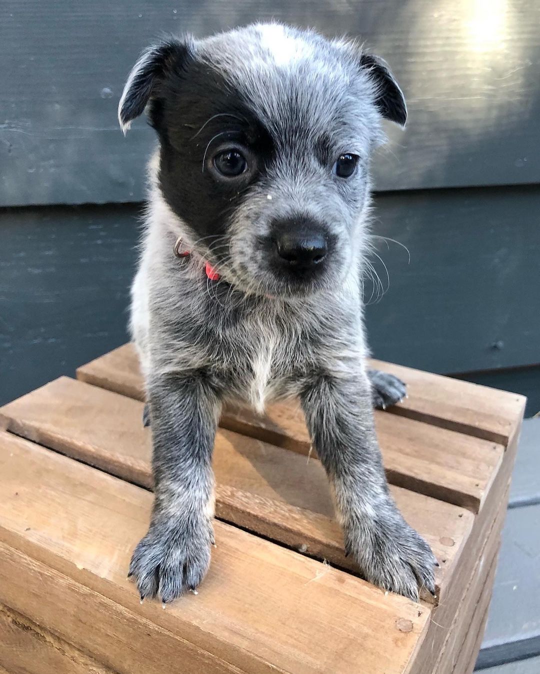 UPDATE: Due to an overwhelming amount of interested families, we are no longer accepting applications for these puppies. Thank you! 💛

Hi, we are the “Marvel” pups, an all girl gang looking for our forever homes! We are 5 week old, full cattle dog puppies who will be ready to take home on 12/11. Swipe to see pictures of our mom and dad. 🐶💫

We were part of an accidental litter and then surrendered to the HIT Living Foundation with the promise of making sure we end up in the most Marvel-lous homes! We’ve been in foster care with puppy extraordinaire, @sheilaoakesarnett, who has been making sure we get all the yummy food and cuddles we deserve until we’re ready for our forever families. 

Meet the pups (in order of photos):
✨ Wanda - the fluff ball, outgoing and loves attention, best tail wag award!
✨ Natasha - petite and sweet, likes to snuggle in any lap
✨ Carol - spunky, attentive, curious, smart. Always keeping an eye on her sisters! 
✨ Hope - shy, quiet, loving. Also loves a good cuddle!
✨ Diana - the other fluffer, loves toys and playing with sisters and her foster mama 

**Please do your research on this breed before inquiring/applying. As high energy herding dogs, HIT Living is looking for people with experience or knowledge to ensure they thrive in their forever homes**

Apply to adopt at hitlivingfoundation.org 💛

<a target='_blank' href='https://www.instagram.com/explore/tags/hitliving/'>#hitliving</a> <a target='_blank' href='https://www.instagram.com/explore/tags/foundlove/'>#foundlove</a> <a target='_blank' href='https://www.instagram.com/explore/tags/cattledog/'>#cattledog</a> <a target='_blank' href='https://www.instagram.com/explore/tags/cattledogsofinstagram/'>#cattledogsofinstagram</a> <a target='_blank' href='https://www.instagram.com/explore/tags/cattledogs/'>#cattledogs</a> <a target='_blank' href='https://www.instagram.com/explore/tags/cattledogpuppy/'>#cattledogpuppy</a> <a target='_blank' href='https://www.instagram.com/explore/tags/cattledoglove/'>#cattledoglove</a> <a target='_blank' href='https://www.instagram.com/explore/tags/losangeles/'>#losangeles</a> <a target='_blank' href='https://www.instagram.com/explore/tags/sfv/'>#sfv</a> <a target='_blank' href='https://www.instagram.com/explore/tags/heelerpuppy/'>#heelerpuppy</a> <a target='_blank' href='https://www.instagram.com/explore/tags/heelersofinstagram/'>#heelersofinstagram</a> <a target='_blank' href='https://www.instagram.com/explore/tags/cattledoglove/'>#cattledoglove</a> <a target='_blank' href='https://www.instagram.com/explore/tags/heelerpuppies/'>#heelerpuppies</a>