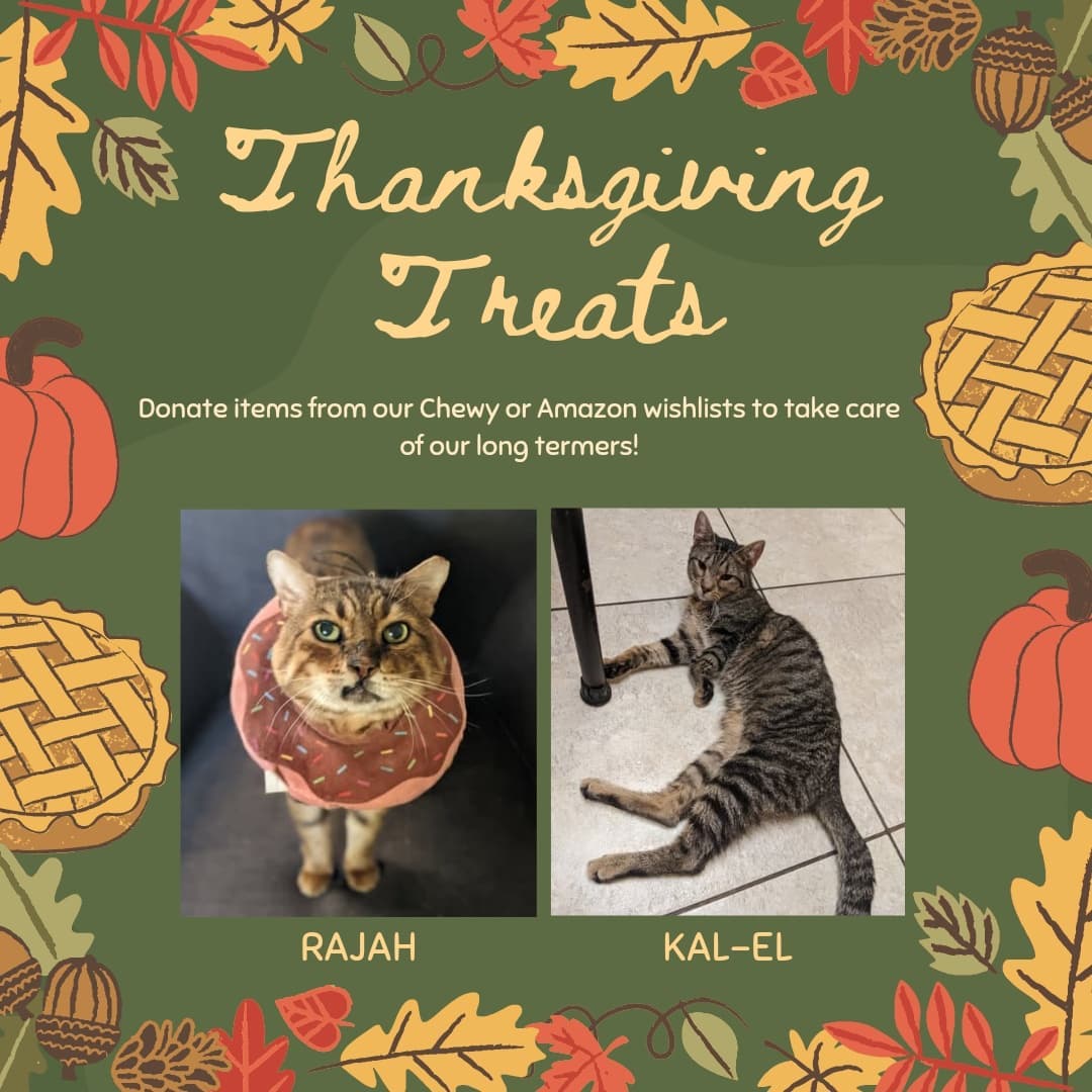 As we head into the holiday season, consider purchasing an item or two from one of our wishlists to help support our group of Misfits! We wanted to highlight two of our long termers, Rajah and Kal-El, who are looking for some special food for their misc skin/GI issues. We also desperately need litter! Needless to say, anything purchased from our wishlists will get used ❤️

Links in the bios ❤️

----------------------------------------------------------------

<a target='_blank' href='https://www.instagram.com/explore/tags/rescue/'>#rescue</a>  <a target='_blank' href='https://www.instagram.com/explore/tags/chicagoland/'>#chicagoland</a> <a target='_blank' href='https://www.instagram.com/explore/tags/chicago/'>#chicago</a> <a target='_blank' href='https://www.instagram.com/explore/tags/chicagocat/'>#chicagocat</a> <a target='_blank' href='https://www.instagram.com/explore/tags/illinois/'>#illinois</a> <a target='_blank' href='https://www.instagram.com/explore/tags/rescue/'>#rescue</a> <a target='_blank' href='https://www.instagram.com/explore/tags/catrescue/'>#catrescue</a> <a target='_blank' href='https://www.instagram.com/explore/tags/houseofmisfits/'>#houseofmisfits</a> <a target='_blank' href='https://www.instagram.com/explore/tags/houseofmisfitsrescue/'>#houseofmisfitsrescue</a> <a target='_blank' href='https://www.instagram.com/explore/tags/cat/'>#cat</a> <a target='_blank' href='https://www.instagram.com/explore/tags/catlovers/'>#catlovers</a> <a target='_blank' href='https://www.instagram.com/explore/tags/rescuecat/'>#rescuecat</a> <a target='_blank' href='https://www.instagram.com/explore/tags/volunteer/'>#volunteer</a> <a target='_blank' href='https://www.instagram.com/explore/tags/nonprofit/'>#nonprofit</a> <a target='_blank' href='https://www.instagram.com/explore/tags/animalrescue/'>#animalrescue</a> <a target='_blank' href='https://www.instagram.com/explore/tags/fivcats/'>#fivcats</a> <a target='_blank' href='https://www.instagram.com/explore/tags/fiv/'>#fiv</a> <a target='_blank' href='https://www.instagram.com/explore/tags/bengal/'>#bengal</a> <a target='_blank' href='https://www.instagram.com/explore/tags/bengalcat/'>#bengalcat</a> <a target='_blank' href='https://www.instagram.com/explore/tags/tabby/'>#tabby</a> <a target='_blank' href='https://www.instagram.com/explore/tags/tabbycat/'>#tabbycat</a> <a target='_blank' href='https://www.instagram.com/explore/tags/wishlist/'>#wishlist</a> <a target='_blank' href='https://www.instagram.com/explore/tags/donate/'>#donate</a>