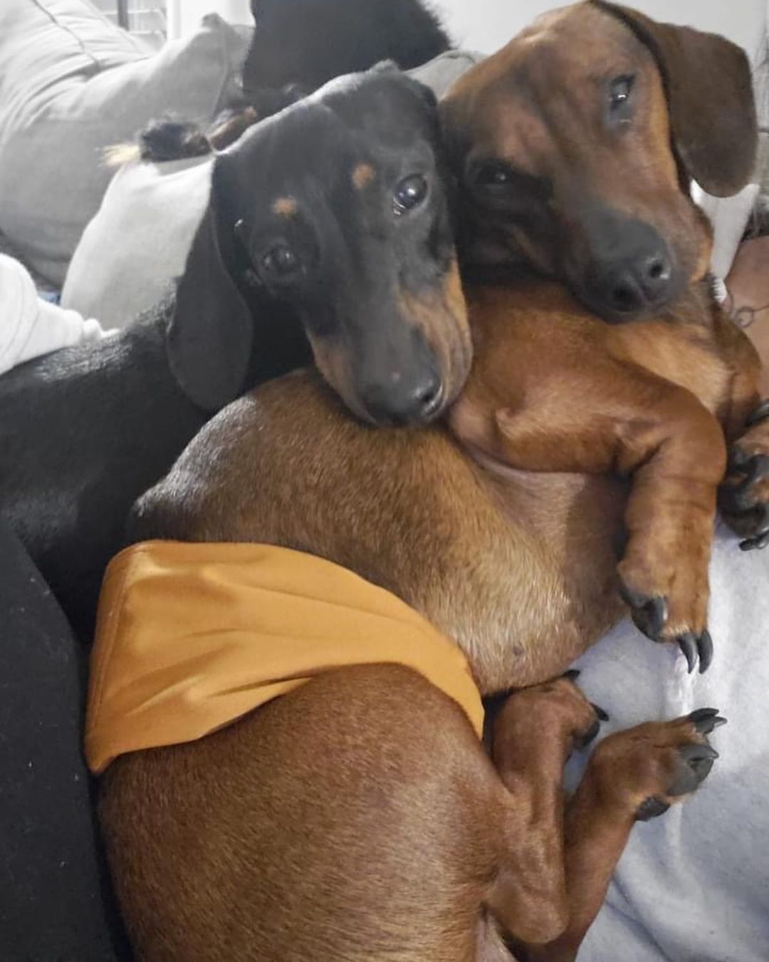 Meet 2 yo Dexter and Dollie! This super sweet bonded pair is looking for their Furever Family, together! They are far from potty trained, but sweet as can be. They will need for a patient, doxie loving, understanding home. They are crate trained, too! Dollie is more of the dominant in their duo and Dexter is super sweet but really scared without his sister. 
💜
If you're an **approved adopter**, please contact your adoption coordinator!
.
.
.
<a target='_blank' href='https://www.instagram.com/explore/tags/dachshundduo/'>#dachshundduo</a> <a target='_blank' href='https://www.instagram.com/explore/tags/rescuedachshund/'>#rescuedachshund</a> <a target='_blank' href='https://www.instagram.com/explore/tags/dachshund/'>#dachshund</a> <a target='_blank' href='https://www.instagram.com/explore/tags/dachshundsofinstagram/'>#dachshundsofinstagram</a> <a target='_blank' href='https://www.instagram.com/explore/tags/bondedpair/'>#bondedpair</a> <a target='_blank' href='https://www.instagram.com/explore/tags/tennessee/'>#tennessee</a> <a target='_blank' href='https://www.instagram.com/explore/tags/sausagedogs/'>#sausagedogs</a> <a target='_blank' href='https://www.instagram.com/explore/tags/dexter/'>#dexter</a> <a target='_blank' href='https://www.instagram.com/explore/tags/dollie/'>#dollie</a> <a target='_blank' href='https://www.instagram.com/explore/tags/adoptdontshop/'>#adoptdontshop</a>