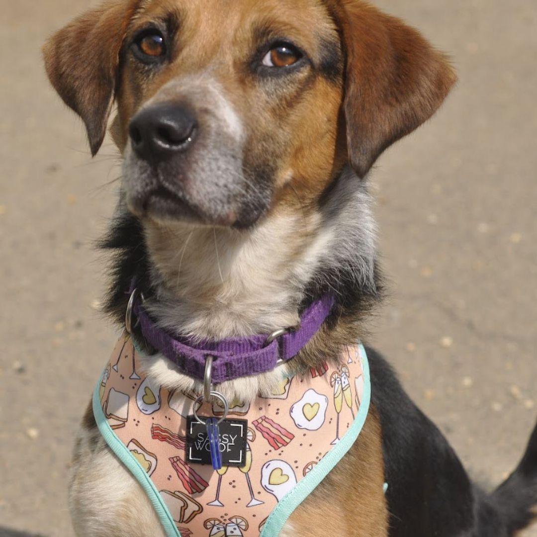 Theo is an almost five year old beagle mix. Theo may be small but he is full of personality! Theo is the perfect mix of play and hangout with his peeps. Theo has just started learning to make doggie friends and he thinks he likes it. Theo is still learning how to be the best boy he can be and will need a home where his people can work with him on that. Theo does have some on leash reactivity towards other dogs and minor resource guarding so he would do best in a home with teens and older. Theo has a prey drive and will chase cats, so a feline free home is needed. 

Theo is ready to bounce (he loves spikey bounce balls) with a waived adoption fee, crate, martingale, harness, leash, training treats and toys! Can't adopt? Theo would happily take a foster home while he waits on his furever home. Email us at adoptioncenter@homewardtrails.org

<a target='_blank' href='https://www.instagram.com/explore/tags/adoptdontshop/'>#adoptdontshop</a> <a target='_blank' href='https://www.instagram.com/explore/tags/homewardtrails/'>#homewardtrails</a> <a target='_blank' href='https://www.instagram.com/explore/tags/catsofinstagram/'>#catsofinstagram</a> <a target='_blank' href='https://www.instagram.com/explore/tags/dogsofinsta/'>#dogsofinsta</a> <a target='_blank' href='https://www.instagram.com/explore/tags/adoptionevent/'>#adoptionevent</a> <a target='_blank' href='https://www.instagram.com/explore/tags/cleartheshelters/'>#cleartheshelters</a> <a target='_blank' href='https://www.instagram.com/explore/tags/dogsofinstagram/'>#dogsofinstagram</a> <a target='_blank' href='https://www.instagram.com/explore/tags/animalrescue/'>#animalrescue</a> <a target='_blank' href='https://www.instagram.com/explore/tags/rescuedog/'>#rescuedog</a> <a target='_blank' href='https://www.instagram.com/explore/tags/dogsofinstagram/'>#dogsofinstagram</a> <a target='_blank' href='https://www.instagram.com/explore/tags/rescuedogsofinstagram/'>#rescuedogsofinstagram</a> <a target='_blank' href='https://www.instagram.com/explore/tags/dog/'>#dog</a> <a target='_blank' href='https://www.instagram.com/explore/tags/dogs/'>#dogs</a> <a target='_blank' href='https://www.instagram.com/explore/tags/dogstagram/'>#dogstagram</a> <a target='_blank' href='https://www.instagram.com/explore/tags/rescue/'>#rescue</a> <a target='_blank' href='https://www.instagram.com/explore/tags/instadog/'>#instadog</a> <a target='_blank' href='https://www.instagram.com/explore/tags/dogoftheday/'>#dogoftheday</a>  <a target='_blank' href='https://www.instagram.com/explore/tags/doglife/'>#doglife</a> <a target='_blank' href='https://www.instagram.com/explore/tags/doglover/'>#doglover</a> <a target='_blank' href='https://www.instagram.com/explore/tags/rescuedismyfavoritebreed/'>#rescuedismyfavoritebreed</a> <a target='_blank' href='https://www.instagram.com/explore/tags/doglovers/'>#doglovers</a> <a target='_blank' href='https://www.instagram.com/explore/tags/dogsofinsta/'>#dogsofinsta</a> <a target='_blank' href='https://www.instagram.com/explore/tags/doggo/'>#doggo</a> <a target='_blank' href='https://www.instagram.com/explore/tags/rescuedogs/'>#rescuedogs</a> <a target='_blank' href='https://www.instagram.com/explore/tags/muttsofinstagram/'>#muttsofinstagram</a> <a target='_blank' href='https://www.instagram.com/explore/tags/puppiesofinstagram/'>#puppiesofinstagram</a> <a target='_blank' href='https://www.instagram.com/explore/tags/ilovemydog/'>#ilovemydog</a> <a target='_blank' href='https://www.instagram.com/explore/tags/dogsofig/'>#dogsofig</a>