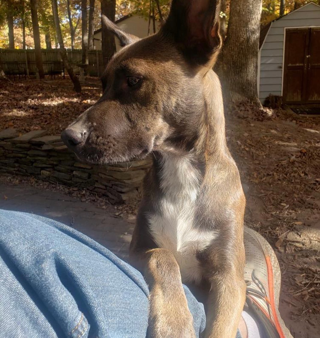 Shorty will be 2 in January, new name “Stormy”~9 puppies names on LMR FB. They turned 1 on Nov 15th. (Sunshine, sadly, died so young) We love the text updates-will do one more Instagram.