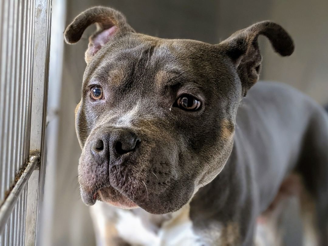 <a target='_blank' href='https://www.instagram.com/explore/tags/StrayOfTheDay/'>#StrayOfTheDay</a> 🐶 This handsome hunk was found in the 3700 block of Riardo Drive in <a target='_blank' href='https://www.instagram.com/explore/tags/RoundRock/'>#RoundRock</a>. We're calling him <a target='_blank' href='https://www.instagram.com/explore/tags/BurtReynolds/'>#BurtReynolds</a> while he's here. Let's get him back home 🏠!

<a target='_blank' href='https://www.instagram.com/explore/tags/shelterdogs/'>#shelterdogs</a> <a target='_blank' href='https://www.instagram.com/explore/tags/rescuedogs/'>#rescuedogs</a> <a target='_blank' href='https://www.instagram.com/explore/tags/dogsofinstagram/'>#dogsofinstagram</a> <a target='_blank' href='https://www.instagram.com/explore/tags/dogsofig/'>#dogsofig</a> <a target='_blank' href='https://www.instagram.com/explore/tags/puppiesofinstragram/'>#puppiesofinstragram</a> <a target='_blank' href='https://www.instagram.com/explore/tags/puppiesofig/'>#puppiesofig</a> <a target='_blank' href='https://www.instagram.com/explore/tags/centraltexas/'>#centraltexas</a> <a target='_blank' href='https://www.instagram.com/explore/tags/williamsoncountytx/'>#williamsoncountytx</a> <a target='_blank' href='https://www.instagram.com/explore/tags/georgetowntx/'>#georgetowntx</a> <a target='_blank' href='https://www.instagram.com/explore/tags/cedarparktx/'>#cedarparktx</a> <a target='_blank' href='https://www.instagram.com/explore/tags/huttotx/'>#huttotx</a> <a target='_blank' href='https://www.instagram.com/explore/tags/leandertx/'>#leandertx</a> <a target='_blank' href='https://www.instagram.com/explore/tags/roundrocktx/'>#roundrocktx</a> <a target='_blank' href='https://www.instagram.com/explore/tags/austintx/'>#austintx</a>