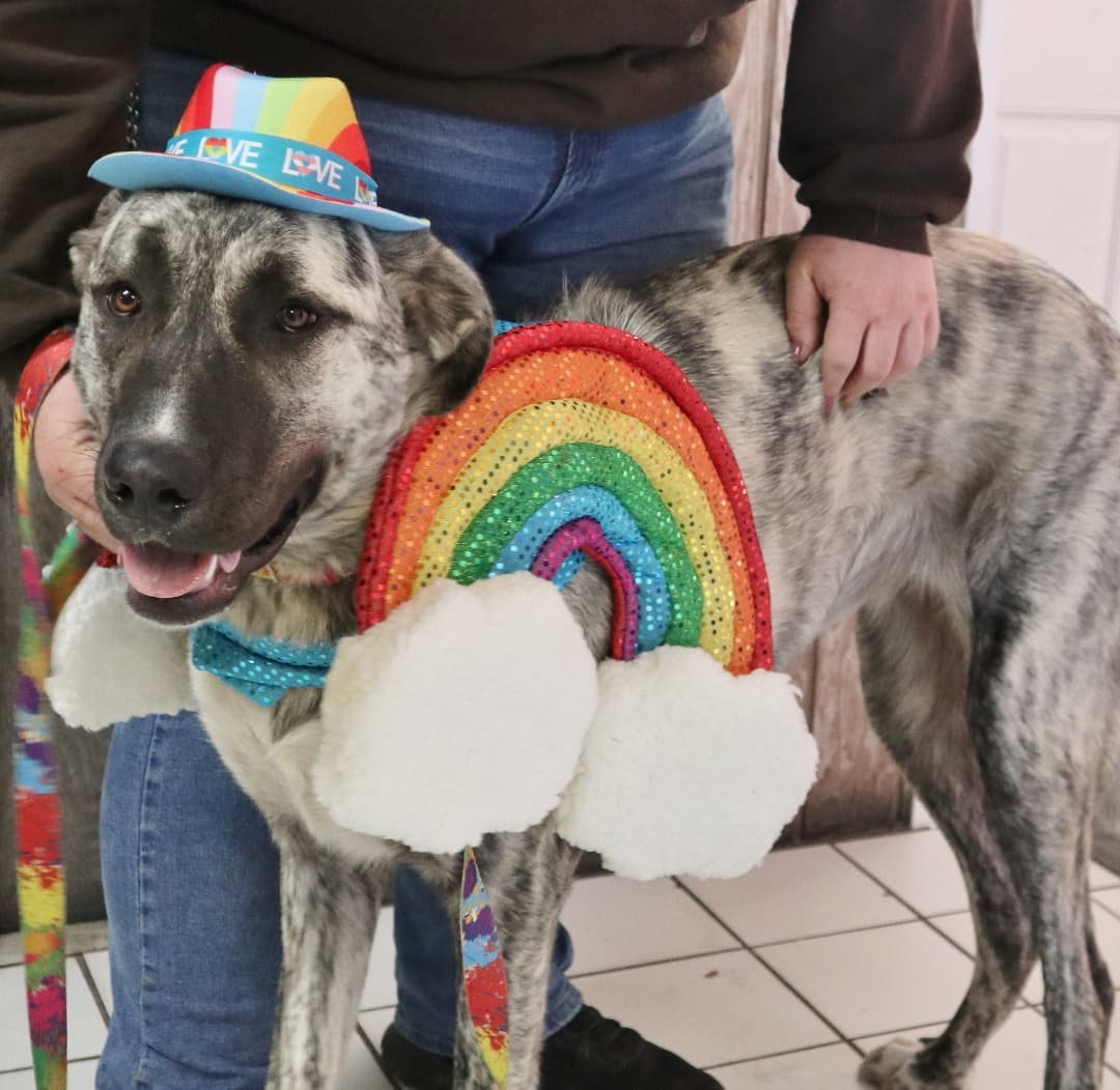 It's National Take a Hike Day so get out there and take your dog for a hike!  Kaileia, whose dad is one of our zookeepers here, got all decked out in her rainbow-best to take her hike this afternoon!  Don't forget while you're out hiking-- you can earn a donation for shelter dogs and cats simply by taking a walk and turning on your Wooftrax app!  How, you ask?  Here's how:

-Go to Wooftrax on your smartphone
-Download the app
-Select Associated Humane Societies-  Ocean County Branch as your shelter to walk for
-Turn it on! 
The app tracks your mileage and shows how many more walkers there are earning donations for us too.  That's it!  Now go take a hike and have fun!
<a target='_blank' href='https://www.instagram.com/explore/tags/walkforadog/'>#walkforadog</a> <a target='_blank' href='https://www.instagram.com/explore/tags/walking/'>#walking</a> <a target='_blank' href='https://www.instagram.com/explore/tags/walkyourdog/'>#walkyourdog</a> <a target='_blank' href='https://www.instagram.com/explore/tags/dogs/'>#dogs</a> <a target='_blank' href='https://www.instagram.com/explore/tags/wooftrax/'>#wooftrax</a> <a target='_blank' href='https://www.instagram.com/explore/tags/walk/'>#walk</a> <a target='_blank' href='https://www.instagram.com/explore/tags/helpinganimals/'>#helpinganimals</a> <a target='_blank' href='https://www.instagram.com/explore/tags/takeahike/'>#takeahike</a> <a target='_blank' href='https://www.instagram.com/explore/tags/nationaltakeahikeday/'>#nationaltakeahikeday</a>