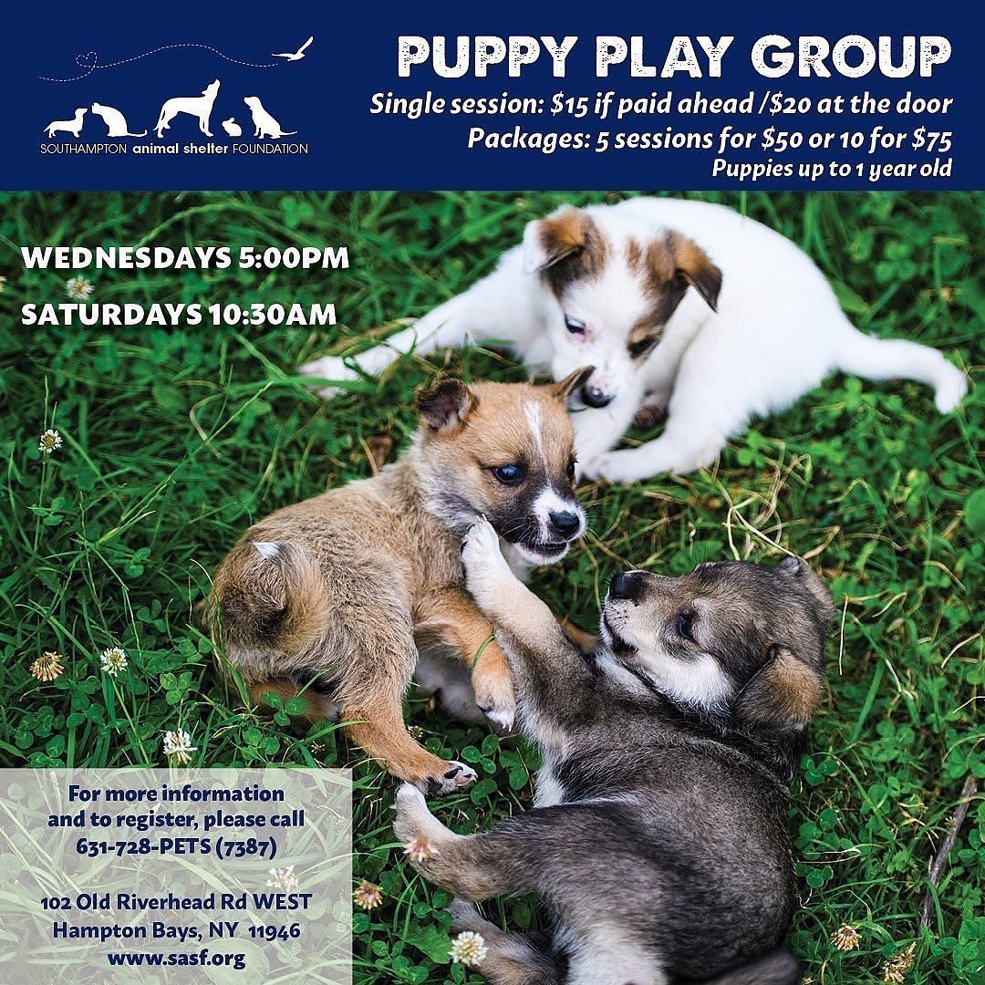 Puppy Play Group is back! Come play with us Wednesdays at 5pm and Saturdays at 10:30am!⁠
.⁠⠀⠀⠀⠀⠀⠀⠀⠀⠀⁠⁠
.⁠⠀⠀⠀⠀⠀⠀⠀⠀⠀⁠⁠
.⁠⠀⠀⠀⠀⠀⠀⠀⠀⠀⁠⁠
.⁠⠀⠀⠀⠀⠀⠀⠀⠀⠀⁠⁠
.⁠⠀⠀⠀⠀⠀⠀⠀⠀⠀⁠⁠
.⁠⠀⠀⠀⠀⠀⠀⠀⠀⠀⁠⁠
<a target='_blank' href='https://www.instagram.com/explore/tags/adoptdontshop/'>#adoptdontshop</a> <a target='_blank' href='https://www.instagram.com/explore/tags/adopt/'>#adopt</a> <a target='_blank' href='https://www.instagram.com/explore/tags/foster/'>#foster</a> <a target='_blank' href='https://www.instagram.com/explore/tags/rescue/'>#rescue</a> <a target='_blank' href='https://www.instagram.com/explore/tags/adoption/'>#adoption</a> <a target='_blank' href='https://www.instagram.com/explore/tags/happytail/'>#happytail</a> <a target='_blank' href='https://www.instagram.com/explore/tags/happytails/'>#happytails</a> <a target='_blank' href='https://www.instagram.com/explore/tags/rescuedog/'>#rescuedog</a> <a target='_blank' href='https://www.instagram.com/explore/tags/rescuedogs/'>#rescuedogs</a> <a target='_blank' href='https://www.instagram.com/explore/tags/rescuedogsofinstagram/'>#rescuedogsofinstagram</a> <a target='_blank' href='https://www.instagram.com/explore/tags/rescuedogsofli/'>#rescuedogsofli</a> <a target='_blank' href='https://www.instagram.com/explore/tags/rescuedogsoflongisland/'>#rescuedogsoflongisland</a> <a target='_blank' href='https://www.instagram.com/explore/tags/longislandrescuedogs/'>#longislandrescuedogs</a> <a target='_blank' href='https://www.instagram.com/explore/tags/rescuecat/'>#rescuecat</a> <a target='_blank' href='https://www.instagram.com/explore/tags/rescuecats/'>#rescuecats</a> <a target='_blank' href='https://www.instagram.com/explore/tags/rescuecatsoflongisland/'>#rescuecatsoflongisland</a> <a target='_blank' href='https://www.instagram.com/explore/tags/rescuecatsofinstagram/'>#rescuecatsofinstagram</a> <a target='_blank' href='https://www.instagram.com/explore/tags/meow/'>#meow</a> <a target='_blank' href='https://www.instagram.com/explore/tags/rescuepet/'>#rescuepet</a> <a target='_blank' href='https://www.instagram.com/explore/tags/rescuepets/'>#rescuepets</a> <a target='_blank' href='https://www.instagram.com/explore/tags/rescuepetsofinstagram/'>#rescuepetsofinstagram</a> <a target='_blank' href='https://www.instagram.com/explore/tags/rescuepetsoflongisland/'>#rescuepetsoflongisland</a> <a target='_blank' href='https://www.instagram.com/explore/tags/rescuepetsofli/'>#rescuepetsofli</a> <a target='_blank' href='https://www.instagram.com/explore/tags/instapet/'>#instapet</a> <a target='_blank' href='https://www.instagram.com/explore/tags/instacute/'>#instacute</a> <a target='_blank' href='https://www.instagram.com/explore/tags/instagood/'>#instagood</a> <a target='_blank' href='https://www.instagram.com/explore/tags/instadog/'>#instadog</a> <a target='_blank' href='https://www.instagram.com/explore/tags/instacat/'>#instacat</a> <a target='_blank' href='https://www.instagram.com/explore/tags/petstagram/'>#petstagram</a>