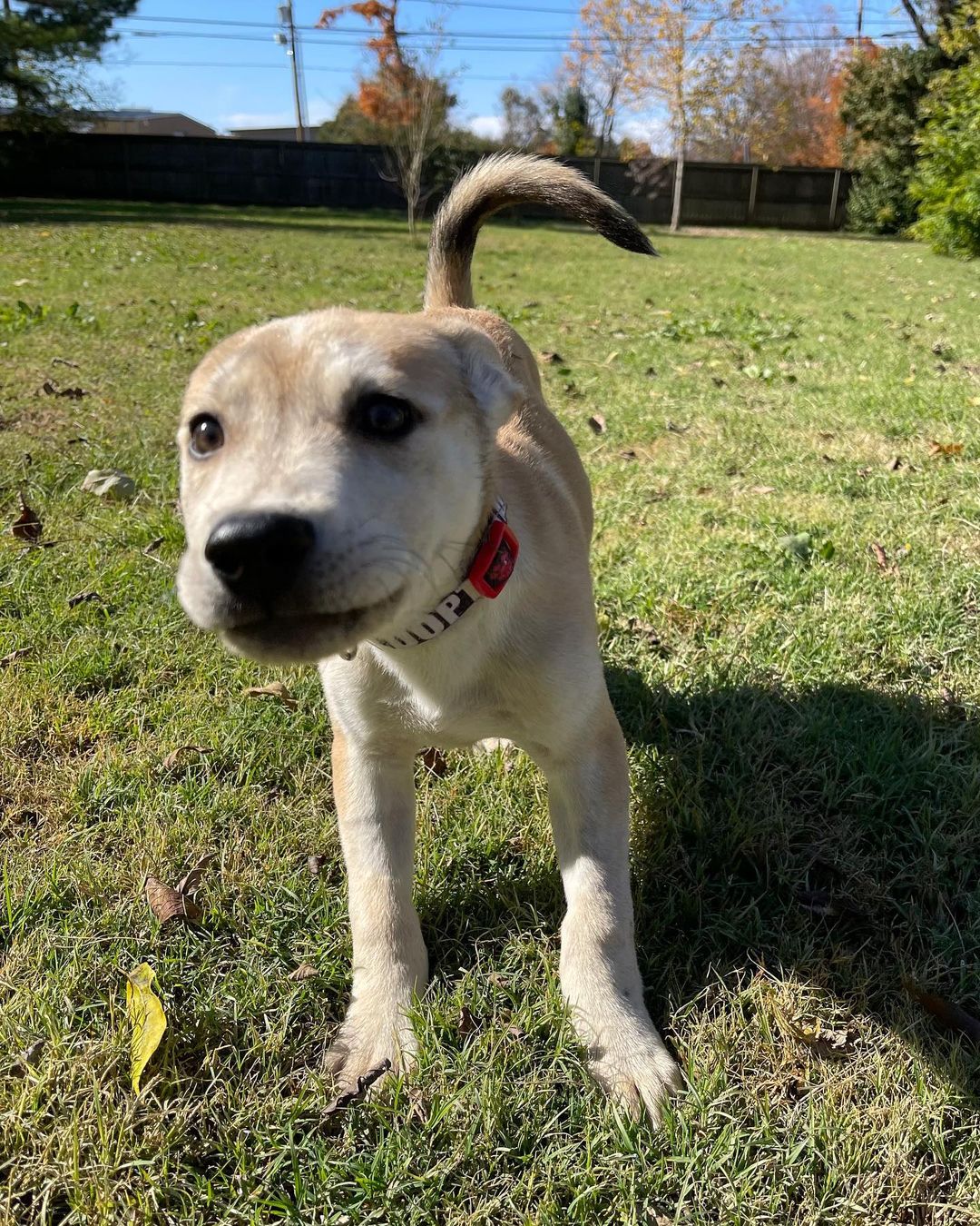 The sweet little parvo survivors have a clean bill of health and are ready for their forever homes! Are you ready for some puppy energy in your life? Apply today by clicking the link in our bio! Ask for Rosa, Charles, Jake and Ray! 

<a target='_blank' href='https://www.instagram.com/explore/tags/adoptdontshop/'>#adoptdontshop</a> <a target='_blank' href='https://www.instagram.com/explore/tags/adoptables/'>#adoptables</a> <a target='_blank' href='https://www.instagram.com/explore/tags/availablepuppies/'>#availablepuppies</a> <a target='_blank' href='https://www.instagram.com/explore/tags/huskypuppies/'>#huskypuppies</a> <a target='_blank' href='https://www.instagram.com/explore/tags/parvosurvivor/'>#parvosurvivor</a> <a target='_blank' href='https://www.instagram.com/explore/tags/brooklyn99/'>#brooklyn99</a>