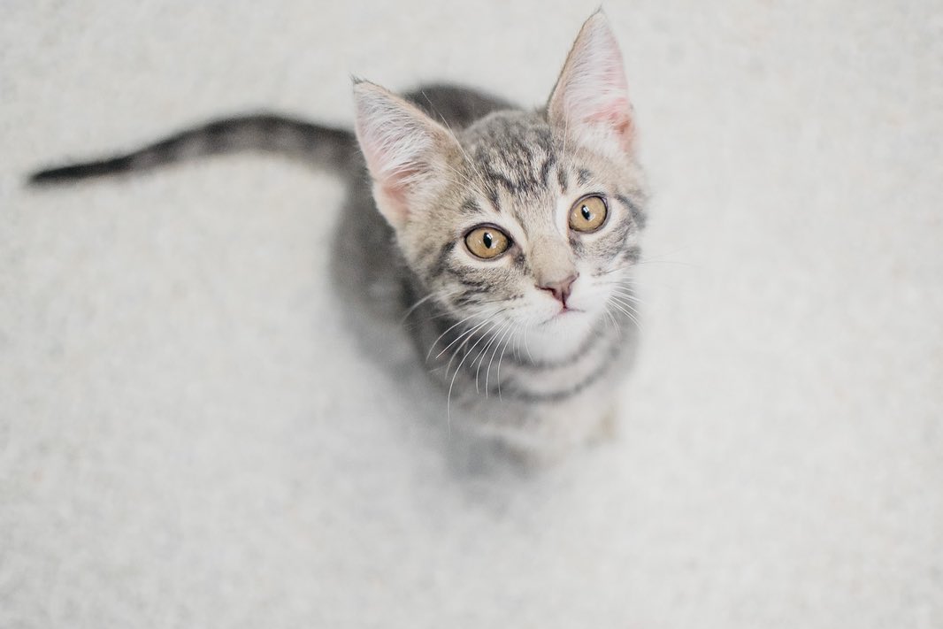 We have lots of sweet littles in Kitty Korner right now! Visit our website to see all of our adoptable pets. Olive, Cubby and Orson are just a few!❤️🐾 <a target='_blank' href='https://www.instagram.com/explore/tags/adoptacat/'>#adoptacat</a> <a target='_blank' href='https://www.instagram.com/explore/tags/adoption/'>#adoption</a> <a target='_blank' href='https://www.instagram.com/explore/tags/adoptpurelove/'>#adoptpurelove</a> <a target='_blank' href='https://www.instagram.com/explore/tags/catsofinstagram/'>#catsofinstagram</a> <a target='_blank' href='https://www.instagram.com/explore/tags/catstagram/'>#catstagram</a>