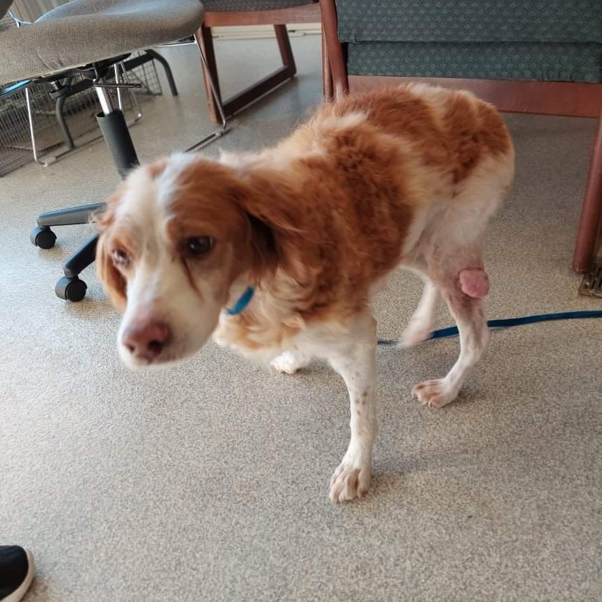 Meet Annamae!

She is a female spaniel mix that was in desperateneed of our help. She will probably be a hospice foster, but no pet should die cold and alone in a shelter!

She is 8 years, hw+, and tumors galore, But...she is super cute and not ready to die. 

If you are able to donate towards her care it would be greatly appreciated.

We will keep everyone posted once we get her to the vet to get labwork done to see what we are dealing with!

Donations can be made to the link below 
https://linktr.ee/Piedmontanimalrescue