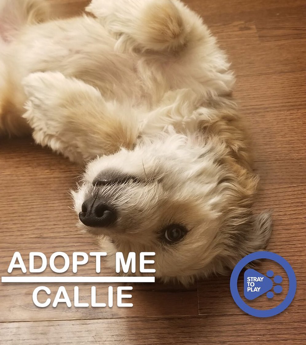 Callie is looking for her forever home 🥰

Callie is a sweet collie/wheaten terrier mix who is about 5 years old. She came to us a very insecure and anxious pup, but she has come a long way while in foster care and shown us that she has a ton of love to give. Callie has also proven to be quite the athletic girl!

Her perfect home would be with a person (or people) who are experienced and can read a dog's body language. She will thrive in either a house or an apartment, as long as her forever family will provide sufficient exercise. A family with a steady routine and firm boundaries would be ideal for her, as it will help Callie boost her confidence. She would benefit from a forever family that will continue to expose her to different environments. Callie is fully house trained and crate trained, and has previously lived with cats. 

Callie’s fosters describe her as a small furry guardian; she is loving and a good friend for her humans. All the love she receives, she’ll give back in spades. Callie is happy to spend her time playing with humans, by herself (to impress humans) or going for swims, walks and runs. She loves her squeaky toys and playing fetch. 🎾

To find out more about Callie, or apply to adopt, click the link in our bio to visit our website. 

<a target='_blank' href='https://www.instagram.com/explore/tags/adoptapet/'>#adoptapet</a> <a target='_blank' href='https://www.instagram.com/explore/tags/opttoadopt/'>#opttoadopt</a> <a target='_blank' href='https://www.instagram.com/explore/tags/adoptdontshop/'>#adoptdontshop</a> <a target='_blank' href='https://www.instagram.com/explore/tags/straytoplay/'>#straytoplay</a> <a target='_blank' href='https://www.instagram.com/explore/tags/rescuedog/'>#rescuedog</a> <a target='_blank' href='https://www.instagram.com/explore/tags/torontodogs/'>#torontodogs</a> <a target='_blank' href='https://www.instagram.com/explore/tags/ontariorescuedogs/'>#ontariorescuedogs</a> <a target='_blank' href='https://www.instagram.com/explore/tags/foreverhomeneeded/'>#foreverhomeneeded</a> <a target='_blank' href='https://www.instagram.com/explore/tags/torontodogsforadoption/'>#torontodogsforadoption</a>