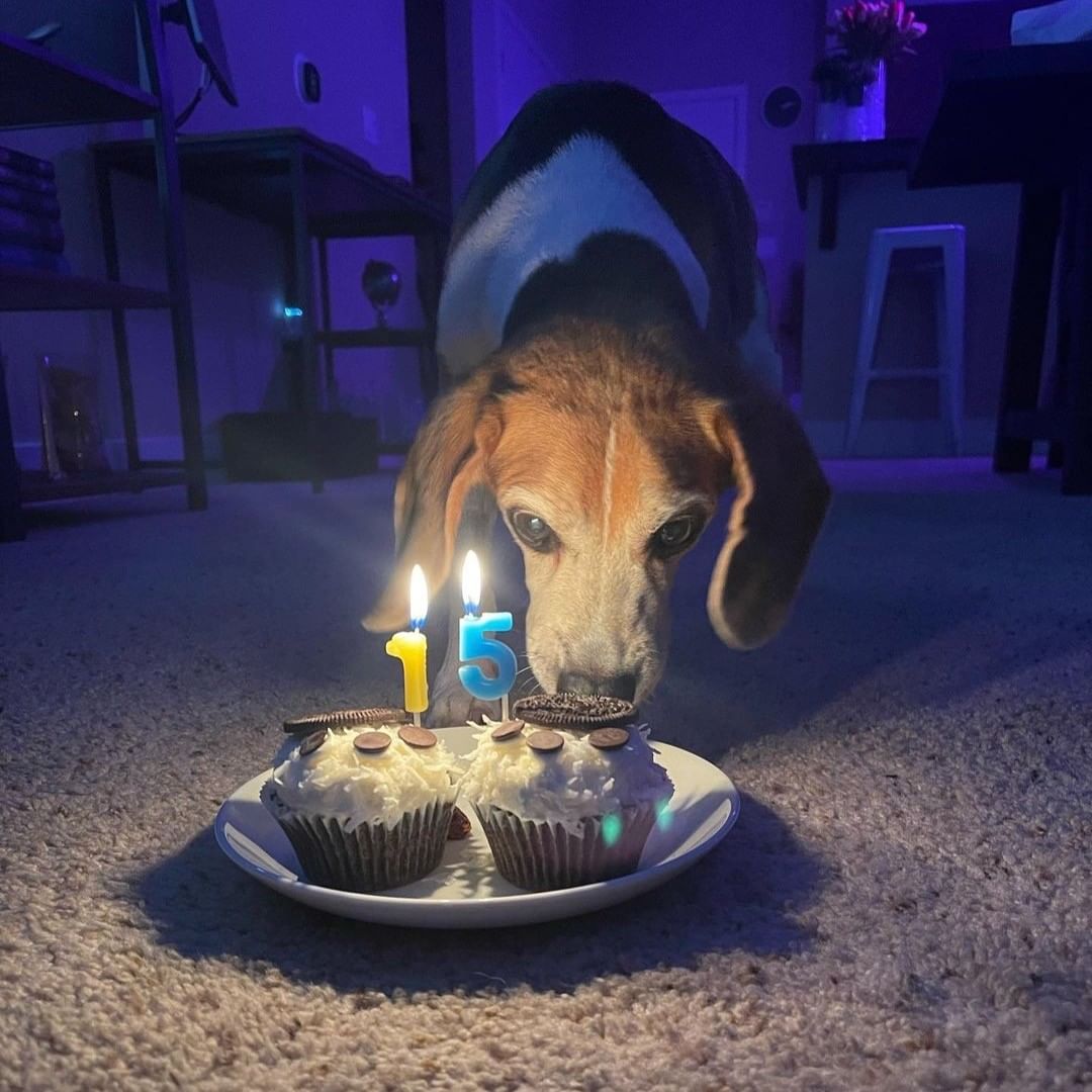 Happy 15th Birthday to Beagle Freedom Project’s Darwin! Darwin spent his first 5 years in an animal testing laboratory and has now enjoyed 10 years of freedom with his forever family! Darwin is from our Spanish 40 rescue in 2011. 🎂 🐶 🥰

_____________________

We also post @CrueltyCutter. <a target='_blank' href='https://www.instagram.com/explore/tags/HappyBirthday/'>#HappyBirthday</a> <a target='_blank' href='https://www.instagram.com/explore/tags/AnimalTesting/'>#AnimalTesting</a> <a target='_blank' href='https://www.instagram.com/explore/tags/CrueltyFree/'>#CrueltyFree</a> <a target='_blank' href='https://www.instagram.com/explore/tags/Beagle/'>#Beagle</a> <a target='_blank' href='https://www.instagram.com/explore/tags/BeaglesOfInstagram/'>#BeaglesOfInstagram</a>