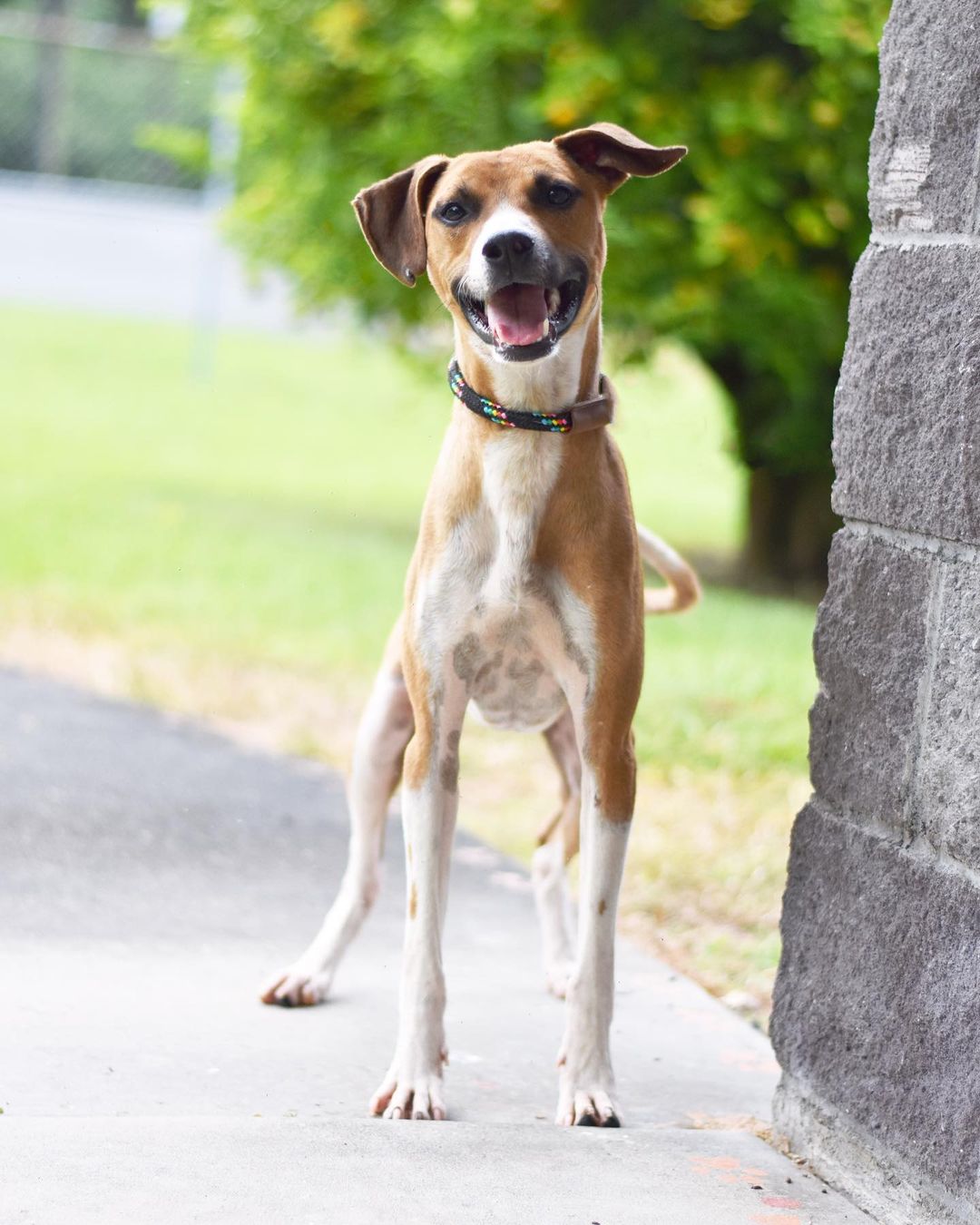 ‘’Well, some day, I’d like to be a dentist’’ - Hermey
🦷🎅🏼🪥❄️

While dental school may not be in his Hermey’s future, like his namesake Hermes the Elf, this happy guy has a bright smile and a can-do attitude. 😀❤️

Learn more about playful, social, friendly young Hermey (the dog… not the elf, or the dentist) at hihs.org

Hermey is one of our marquee members of the GoodBoyClub™️ - we have so many good boys (and girls!) in our shelter who are just waiting to be your best friend. Adopt your new sidekick at Hawaii Island Humane Society. Start your journey by visiting hihs.org to submit an application, today!

<a target='_blank' href='https://www.instagram.com/explore/tags/adoptHermeyHIHS/'>#adoptHermeyHIHS</a> <a target='_blank' href='https://www.instagram.com/explore/tags/goodboy/'>#goodboy</a> <a target='_blank' href='https://www.instagram.com/explore/tags/goodboyclub/'>#goodboyclub</a> <a target='_blank' href='https://www.instagram.com/explore/tags/shelterdog/'>#shelterdog</a> <a target='_blank' href='https://www.instagram.com/explore/tags/adoptashelterdog/'>#adoptashelterdog</a>