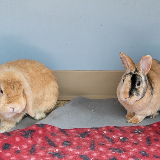 Meet Courage and Wheatly
Courage and Wheatly are an adorable pair of rabbits looking for a home together!
COURAGE is a ~4 year old neutered mini rex mix. He is on the shy side, but so gentle and sweet (not to mention handsome!). With a little patience and understanding, this guy is a professional cuddle bug. He especially enjoys the company of other rabbits. His favorite time of day is dinner time, as is apparent since he's a tad chunky.
WHEATLEY is a ~3 year old neutered Holland lop. He has quite the big personality for a tiny bunny! He loves to adventure and is incredibly food motivated - the way to his heart is definitely through his stomach, as he will prove with his strong love for greens. Wheatley likes being pet, but is a little too curious and active to settle down for a snuggle.
We recommend that rabbits be kept in a baby-gated area with easily cleanable flooring. A cost effective and easy set up is to purchase a piece of cut vinyl flooring and then place a baby gate/Xpen around it. It will give the rabbit room to hop around and learn to use a litter box. Search 