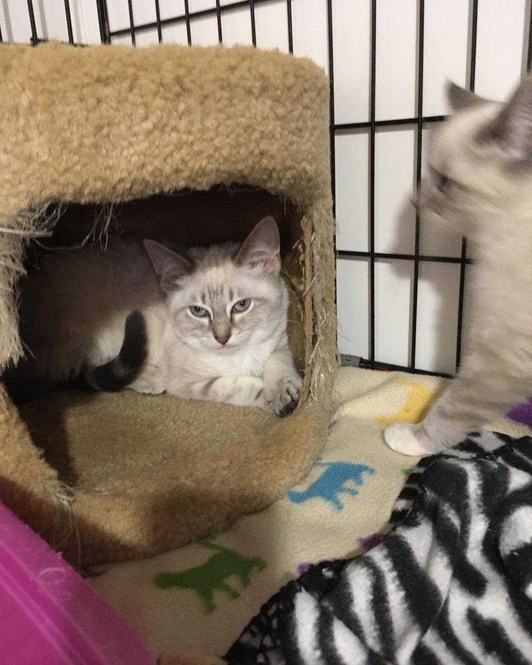 Guess who got adopted tonight? Allegra and Athena!! Don’t worry- we still have lots of cuties looking for their forever homes! Go check them out on our website 🥰 <a target='_blank' href='https://www.instagram.com/explore/tags/adoptdontshop/'>#adoptdontshop</a> <a target='_blank' href='https://www.instagram.com/explore/tags/cat/'>#cat</a> <a target='_blank' href='https://www.instagram.com/explore/tags/catstagram/'>#catstagram</a> <a target='_blank' href='https://www.instagram.com/explore/tags/cats/'>#cats</a> <a target='_blank' href='https://www.instagram.com/explore/tags/cats_of_instagram/'>#cats_of_instagram</a> <a target='_blank' href='https://www.instagram.com/explore/tags/ashlandoh/'>#ashlandoh</a>