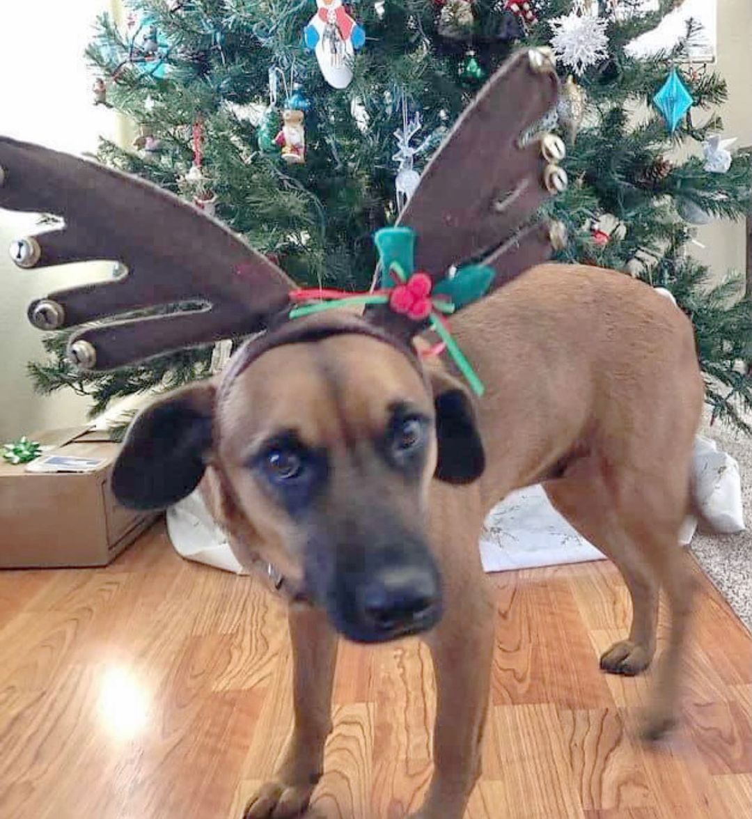 今年會是Saffi的第二個耶誕喔！他去年是麋鹿 🦌 It is going to be Saffi’s second Christmas this year.