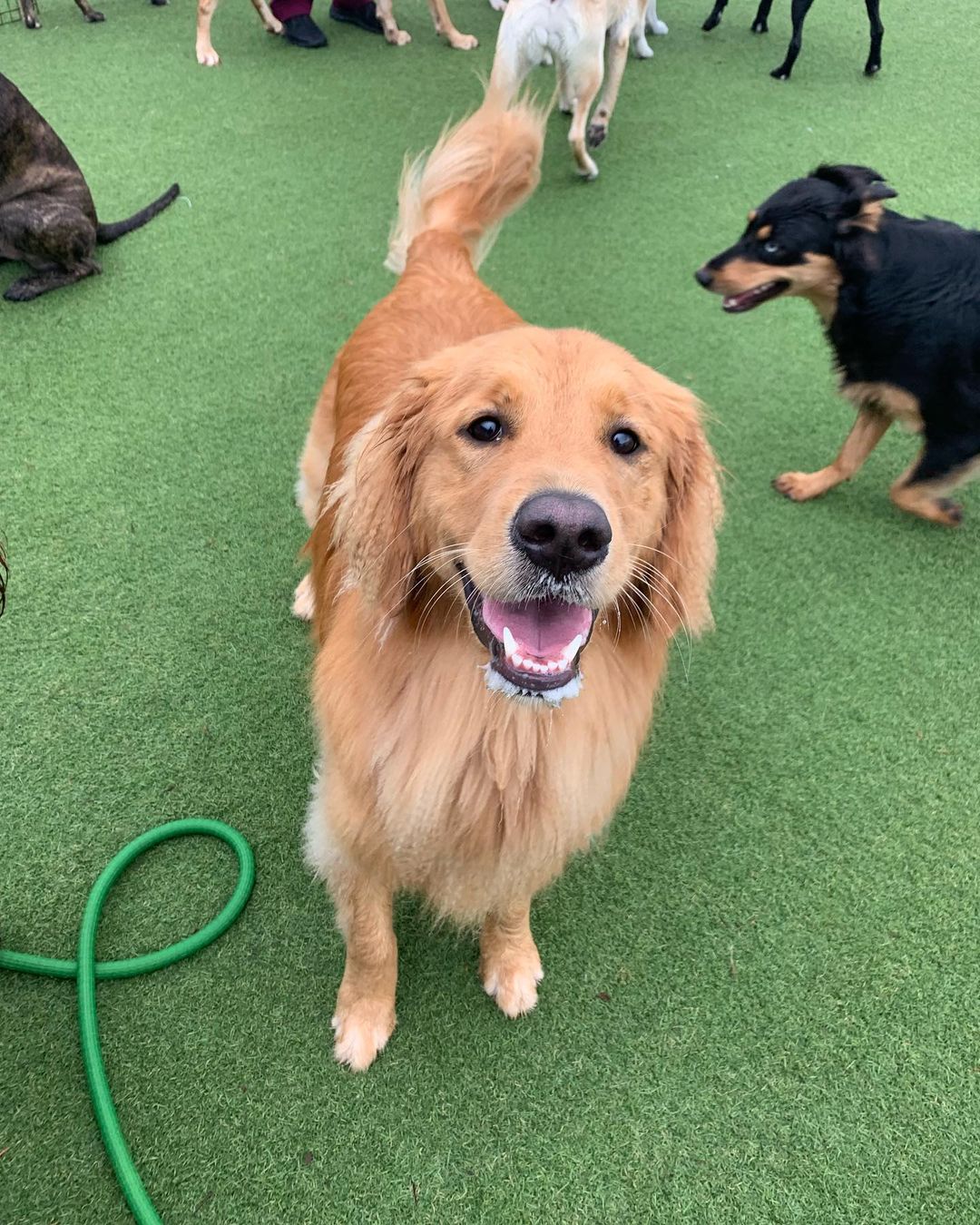 Happy Friday Junior! Feat. Oakley, Sage, Bucky, Noodle, Tovey, Mia, and Chaplin 😄