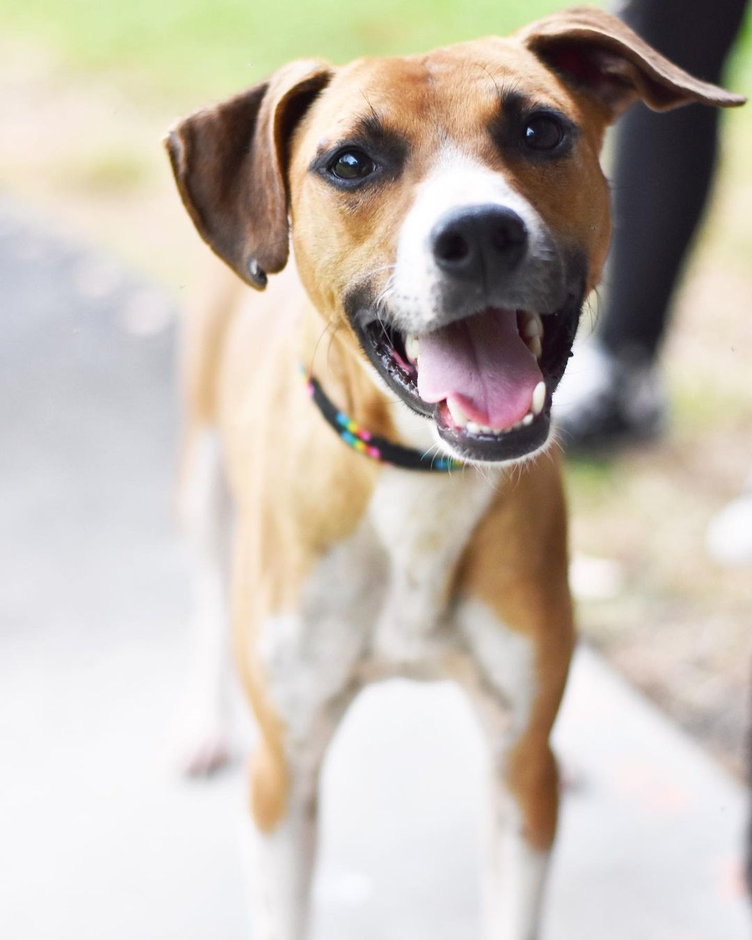 ‘’Well, some day, I’d like to be a dentist’’ - Hermey
🦷🎅🏼🪥❄️

While dental school may not be in his Hermey’s future, like his namesake Hermes the Elf, this happy guy has a bright smile and a can-do attitude. 😀❤️

Learn more about playful, social, friendly young Hermey (the dog… not the elf, or the dentist) at hihs.org

Hermey is one of our marquee members of the GoodBoyClub™️ - we have so many good boys (and girls!) in our shelter who are just waiting to be your best friend. Adopt your new sidekick at Hawaii Island Humane Society. Start your journey by visiting hihs.org to submit an application, today!

<a target='_blank' href='https://www.instagram.com/explore/tags/adoptHermeyHIHS/'>#adoptHermeyHIHS</a> <a target='_blank' href='https://www.instagram.com/explore/tags/goodboy/'>#goodboy</a> <a target='_blank' href='https://www.instagram.com/explore/tags/goodboyclub/'>#goodboyclub</a> <a target='_blank' href='https://www.instagram.com/explore/tags/shelterdog/'>#shelterdog</a> <a target='_blank' href='https://www.instagram.com/explore/tags/adoptashelterdog/'>#adoptashelterdog</a>