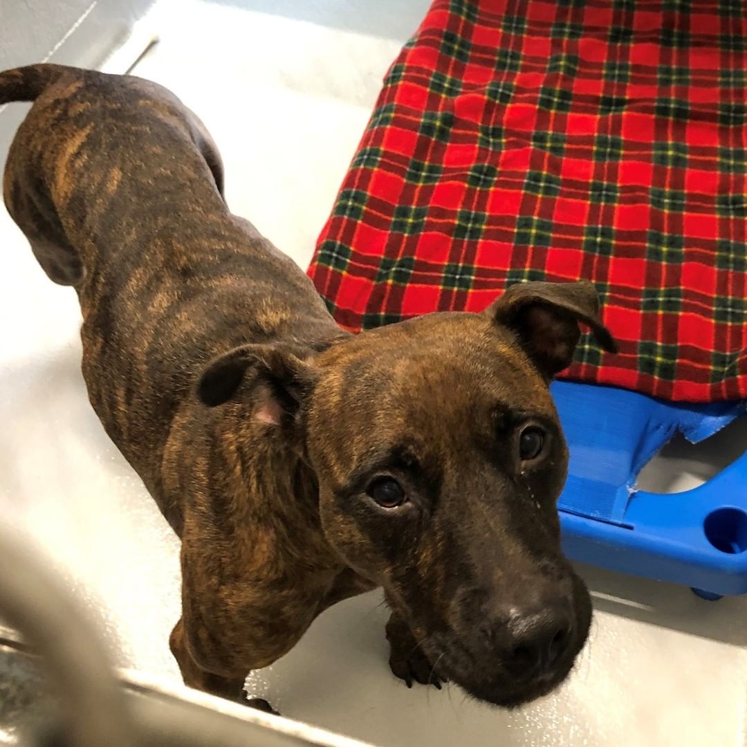 ‼️ FOUND DOG ‼️
This little lady was found on South Olden near Whitehorse-Mercerville Road a few days ago. She is microchipped, but 😭 it is NOT registered to a person. If this is your pet, or you recognize her, please contact the Hamilton Township Animal Shelter. 
📞 609-890-3550