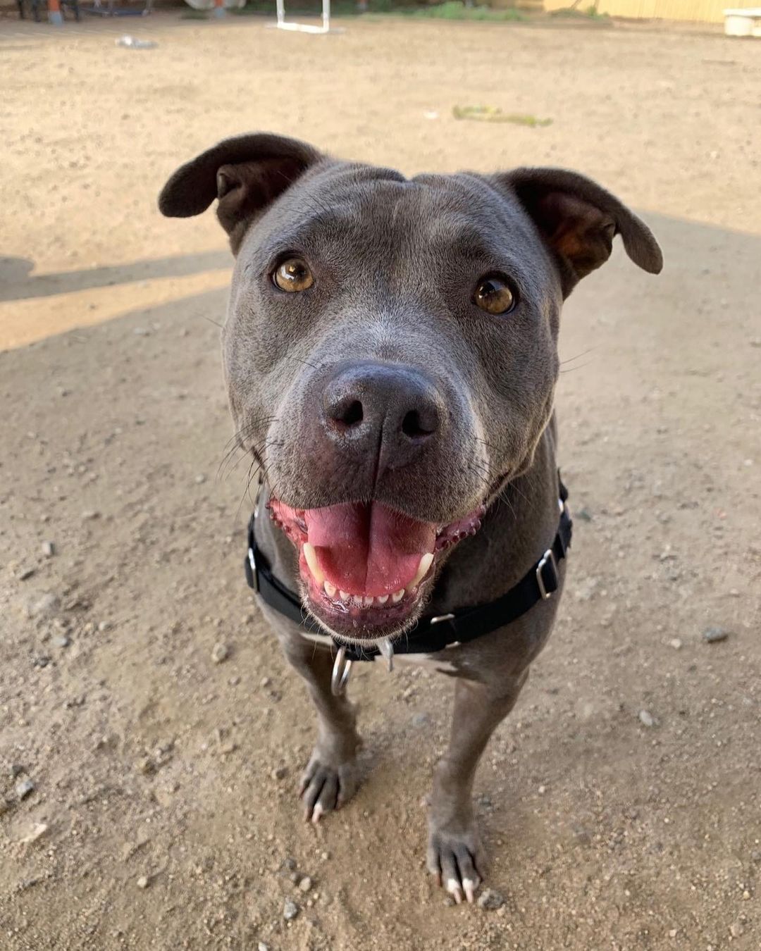 Staying home for Thanksgiving this year? Why not add a furry friend to your friendsgiving guest list?!?!
 
Meet our senior superhero🦸, Elastigirl. Like most superheroes Elastigirl is brave, lovable, and is really good at running and playing!
 
She is six years old and is such a pretty girl-  look at that face! 🥰She loves chin scratches, her treats, and will do a happy dance when she’s excited to play.🤍
 
We would love to see this supergirl in a foster or adoptive home. If you are interested in fostering over the holiday, click the link in our bio to fill put a foster survey, or send us a DM.

<a target='_blank' href='https://www.instagram.com/explore/tags/BestFriendsLA/'>#BestFriendsLA</a> <a target='_blank' href='https://www.instagram.com/explore/tags/BFLA/'>#BFLA</a> <a target='_blank' href='https://www.instagram.com/explore/tags/adoptaseniorpetmonth/'>#adoptaseniorpetmonth</a> <a target='_blank' href='https://www.instagram.com/explore/tags/myolddog/'>#myolddog</a> <a target='_blank' href='https://www.instagram.com/explore/tags/dogsofinstagram/'>#dogsofinstagram</a> <a target='_blank' href='https://www.instagram.com/explore/tags/seniorpetsofinstagram/'>#seniorpetsofinstagram</a> <a target='_blank' href='https://www.instagram.com/explore/tags/adopt/'>#adopt</a> <a target='_blank' href='https://www.instagram.com/explore/tags/foster/'>#foster</a> <a target='_blank' href='https://www.instagram.com/explore/tags/rescue/'>#rescue</a> <a target='_blank' href='https://www.instagram.com/explore/tags/superhero/'>#superhero</a> <a target='_blank' href='https://www.instagram.com/explore/tags/superdog/'>#superdog</a>