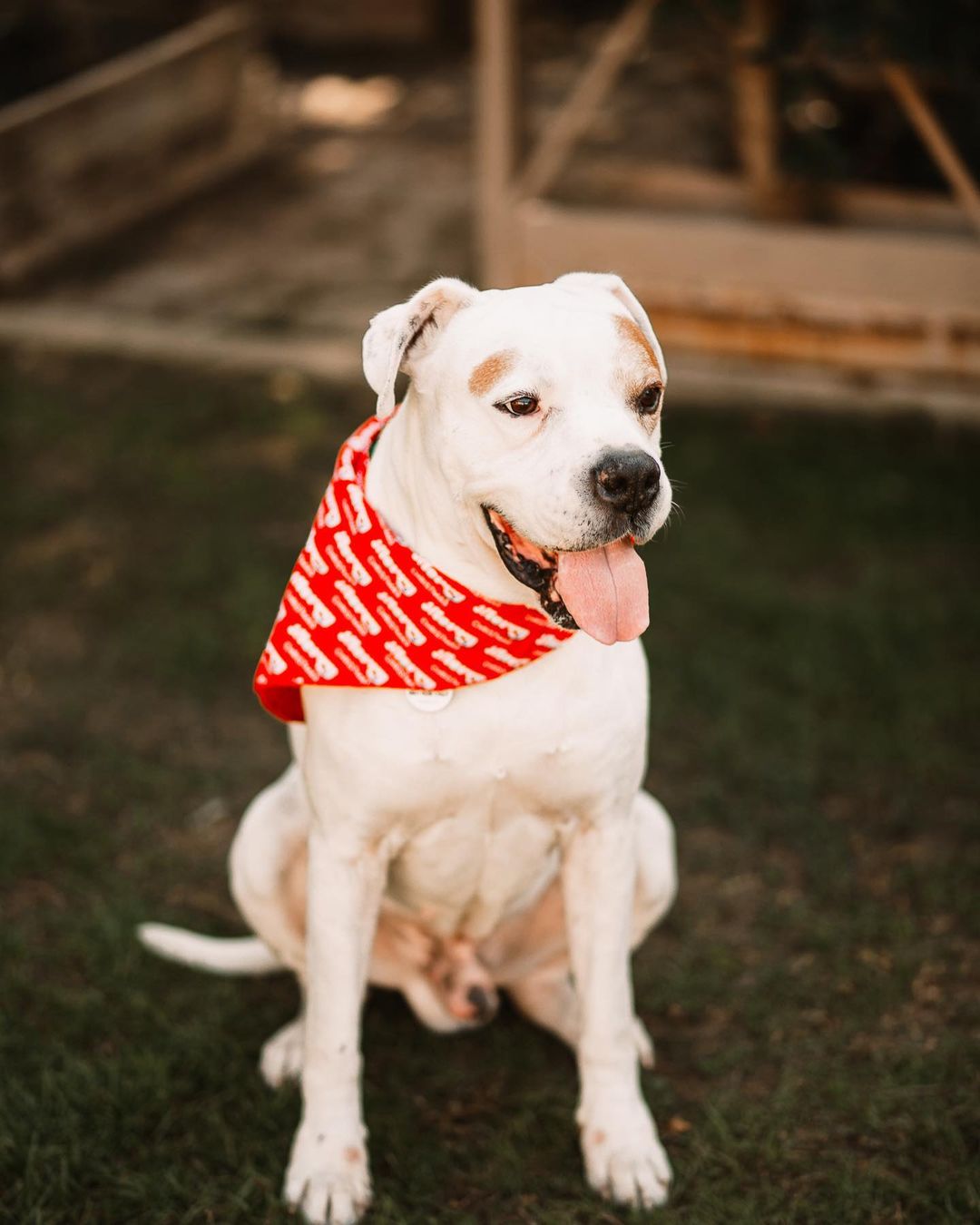 🐶 MEET SPENCER 🐶

Spencer is who we rescued from the shelter that was close to being put down 💔 We noticed that he will be your lapdog if you want him to be though! He is very loving, very well behaved, has good energy but doesn’t overdo it. He was great at his vet appointment, friendly with everyone, doesn’t pull on the leash, even though he’s seven years old he has a clean bill of health! 🥰 We had his blood work done yesterday and all is good. (He does need dental work and we’re trying to get that taken care of). He has great with other dogs 🐕 he doesn’t beg for food while you’re eating, he is potty 🚽 trained and he makes the cutest noises . He is literally the best behaved dog! He is also curious of turtles 🐢 if you can tell 🤪

We are looking to help raise money for this sweet boy for his dental work, so if you want to donate towards , Spencer will appreciate it ♥️

If you’re interested in adopting him, please fill out our adoption application!

📸: @sraphotography 

🖤Disclaimer🖤
Due to a tremendously high volume of dogs we’re handling, it may take time to respond to applications. You can kindly reach out to us if you don’t hear back within a week of submitting your application. Thank you so much for considering to adopt from us! 

💰 Adoption fees are $250 💰 
🇺🇸 FEES ARE WAIVED FOR VETERANS (with proper verification) 🇺🇸 

Adoption Application:
https://docs.google.com/forms/d/e/1FAIpQLSfHLUJs50W72GsC6owZCLTo2kQ3cu0mxUTp8hMtnvvPToIIAw/viewform

BBBRescue amazon wishlist:
https://www.amazon.com/hz/wishlist/ls/2PK4DTW0PNJ31?ref_=wl_share

🖤 LinkTree: https://linktr.ee/bbbrescue2014
♥️Venmo: BBBRescue 
🖤PayPal: available upon request 
♥️Zelle: bbbrescue2014@gmail.com 
🖤Become a monthly donor: https://www.patreon.com/BBBRESCUE
♥️Amazon Smile Account:
Bakersfield Boxers & Bullies Rescue
💰Donations are tax deductible 💰