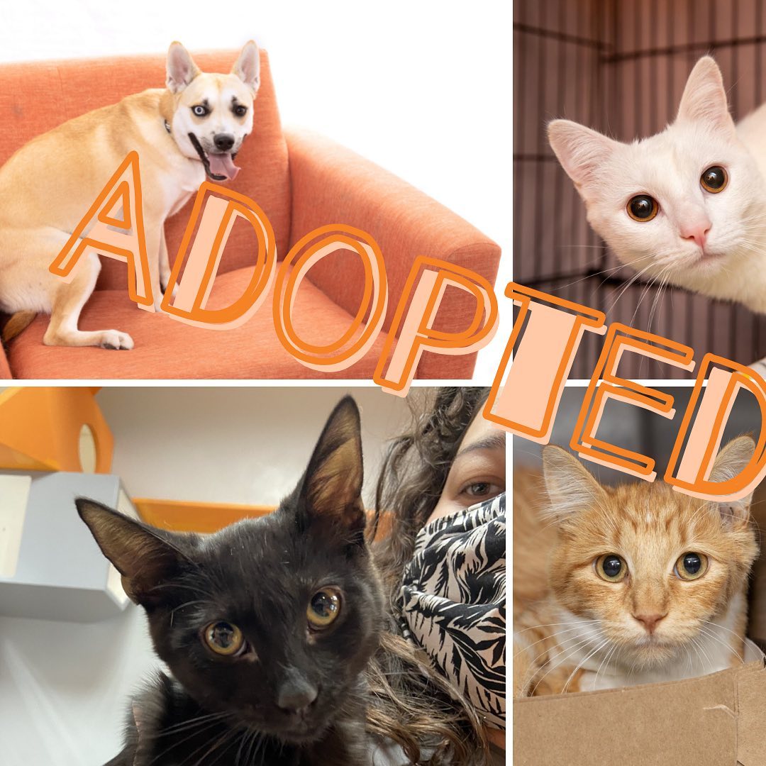 Let’s get the weekend started right by looking at the beautiful faces of some recently adopted pets! 🎉

<a target='_blank' href='https://www.instagram.com/explore/tags/BestFriendsLA/'>#BestFriendsLA</a> <a target='_blank' href='https://www.instagram.com/explore/tags/NKLA/'>#NKLA</a> <a target='_blank' href='https://www.instagram.com/explore/tags/adopt/'>#adopt</a> <a target='_blank' href='https://www.instagram.com/explore/tags/foster/'>#foster</a> <a target='_blank' href='https://www.instagram.com/explore/tags/rescue/'>#rescue</a>