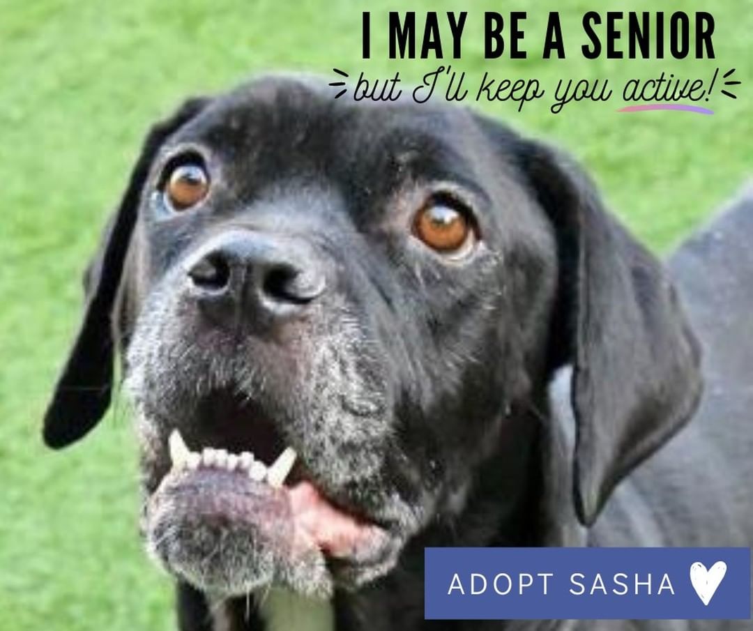 We have a dynamite senior dogs looking for homes too!  Celebrate 