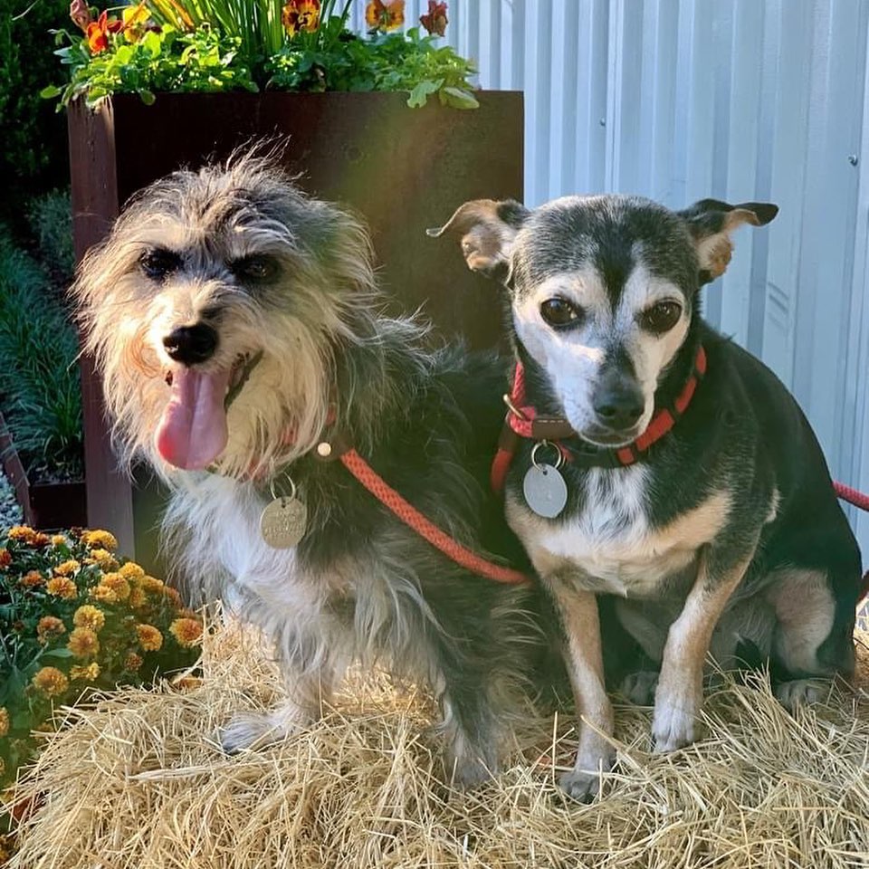 RCR Alums Mariah & Carey (L) and their parents stopped by our Saturday adoption event to say Hi!  Mariah & Carey are best friends who were dumped at the shelter by their prior family when we rescued them.  We were so fortunate to find them a loving home where they could stay together! 

When we rescue a bonded pair, we try really hard not to separate them!  Our current adoptable pairs are Jax & Juels, and Torvi & Ragnar, who also enjoyed getting new photos on Saturday!  For more information on these 2 cute pairs, please visit our website at www.redcollar.org. 💕

.
.
.

<a target='_blank' href='https://www.instagram.com/explore/tags/redcollarrescue/'>#redcollarrescue</a> <a target='_blank' href='https://www.instagram.com/explore/tags/adopt/'>#adopt</a> <a target='_blank' href='https://www.instagram.com/explore/tags/adoptadog/'>#adoptadog</a> <a target='_blank' href='https://www.instagram.com/explore/tags/adoptable/'>#adoptable</a> <a target='_blank' href='https://www.instagram.com/explore/tags/foster/'>#foster</a> <a target='_blank' href='https://www.instagram.com/explore/tags/fosteradog/'>#fosteradog</a> <a target='_blank' href='https://www.instagram.com/explore/tags/fosteringsaveslives/'>#fosteringsaveslives</a> <a target='_blank' href='https://www.instagram.com/explore/tags/fostertoadopt/'>#fostertoadopt</a> <a target='_blank' href='https://www.instagram.com/explore/tags/rescued/'>#rescued</a> <a target='_blank' href='https://www.instagram.com/explore/tags/rescuedog/'>#rescuedog</a> <a target='_blank' href='https://www.instagram.com/explore/tags/rescuedogsofinstagram/'>#rescuedogsofinstagram</a> <a target='_blank' href='https://www.instagram.com/explore/tags/rescuepetsofinstagram/'>#rescuepetsofinstagram</a> <a target='_blank' href='https://www.instagram.com/explore/tags/muttsofinstagram/'>#muttsofinstagram</a> <a target='_blank' href='https://www.instagram.com/explore/tags/houston/'>#houston</a> <a target='_blank' href='https://www.instagram.com/explore/tags/adoptabledogshouston/'>#adoptabledogshouston</a> <a target='_blank' href='https://www.instagram.com/explore/tags/adoptadoghouston/'>#adoptadoghouston</a> <a target='_blank' href='https://www.instagram.com/explore/tags/houstonadoptables/'>#houstonadoptables</a> <a target='_blank' href='https://www.instagram.com/explore/tags/happytail/'>#happytail</a> <a target='_blank' href='https://www.instagram.com/explore/tags/happytails/'>#happytails</a> <a target='_blank' href='https://www.instagram.com/explore/tags/saved/'>#saved</a> <a target='_blank' href='https://www.instagram.com/explore/tags/rcralum/'>#rcralum</a>