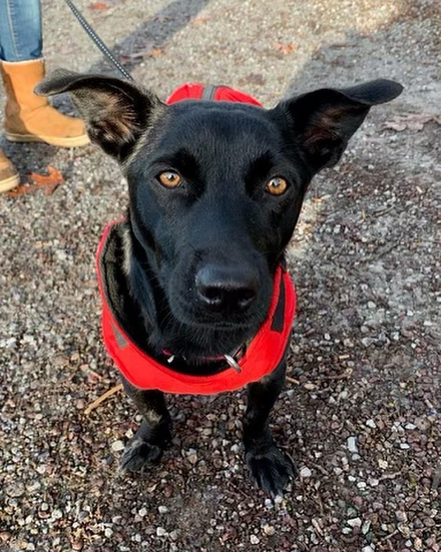 Hello ❤️ I’m Danny. I’m a lady in red… look how fashionable I am!! I should be on the cover of Dogue. I’m ready for someone to adopt me and call me their own. Please add me to your family! ❤️