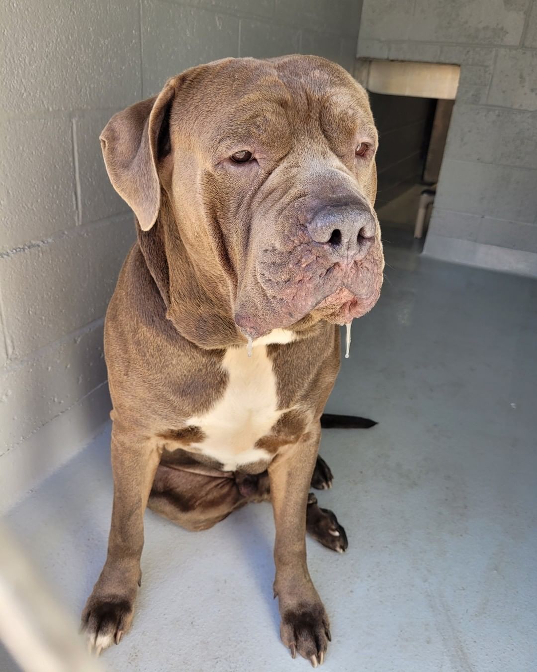 ‼ FOUND DOG ‼
This very large, handsome guy was found in the area of the Greenwood Village Apartments. Please share to help him find his way home. 🏠
If this is your dog, contact Hamilton Animal Shelter. 
📞 609-890-3550