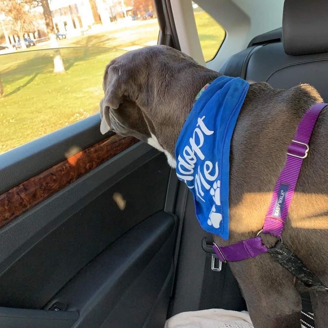 These pictures may look like part of an ordinary day for adoptable pups Athena (tie-dye bandana) and Bandit (blue bandana), however they're anything but! Thanks to some dedicated and patient foster field trip volunteers, Athena and Bandit went for their first car rides yesterday. 

Like with many first-time experiences, there was some fear and apprehension to overcome, but as you can see, both dogs decided it was totally worth it! 

Thanks to our short- and long-term foster care volunteers for the incredible work they do socializing, training, and helping dogs like Bandit and Athena learn real-world skills (like riding in a car)! 

If you're interested in learning more about Bandit, Athena, or any other adoptable animals, please email adoption@popememorialcvhs.org

If you'd like to learn more about getting involved with foster care at PMHS, please email cfugatt@popememorialcvhs.org

<a target='_blank' href='https://www.instagram.com/explore/tags/fosterfriday/'>#fosterfriday</a> <a target='_blank' href='https://www.instagram.com/explore/tags/dogsofinstagram/'>#dogsofinstagram</a> <a target='_blank' href='https://www.instagram.com/explore/tags/puppiesofinstagram/'>#puppiesofinstagram</a> <a target='_blank' href='https://www.instagram.com/explore/tags/fieldtrip/'>#fieldtrip</a> <a target='_blank' href='https://www.instagram.com/explore/tags/animalshelter/'>#animalshelter</a> <a target='_blank' href='https://www.instagram.com/explore/tags/adoptabledogsofinstagram/'>#adoptabledogsofinstagram</a>