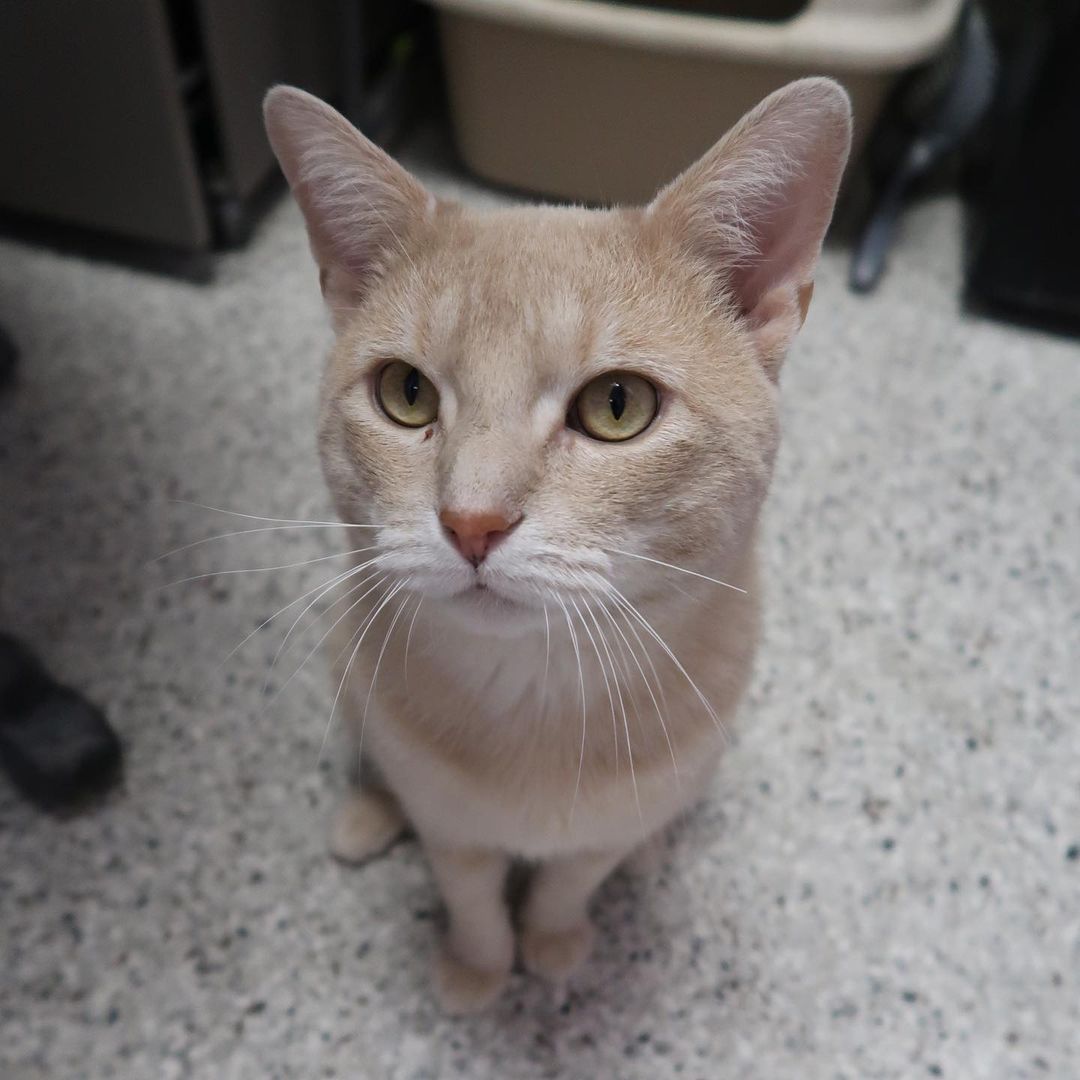 Happy Friday! I'm Oslo and I'm ready to be your new BFF! I'm 2 years young, I love to play, and am (clearly) very photogenic! I love all of the humans I've met here at Cat Haven and will come right up to you for attention, but my felines friends can intimidate me a little bit. To everyone's surprise, I made a friends in Miss Hope, a long-time Cat Haven resident! We are hanging out and having so much fun, we'd love to find a home together!

<a target='_blank' href='https://www.instagram.com/explore/tags/FelineFriday/'>#FelineFriday</a> <a target='_blank' href='https://www.instagram.com/explore/tags/adoptable/'>#adoptable</a> <a target='_blank' href='https://www.instagram.com/explore/tags/adoptme/'>#adoptme</a> <a target='_blank' href='https://www.instagram.com/explore/tags/adoptdontshop/'>#adoptdontshop</a> <a target='_blank' href='https://www.instagram.com/explore/tags/catrescue/'>#catrescue</a> <a target='_blank' href='https://www.instagram.com/explore/tags/rescuecat/'>#rescuecat</a> <a target='_blank' href='https://www.instagram.com/explore/tags/rescuecatsofinstagram/'>#rescuecatsofinstagram</a> <a target='_blank' href='https://www.instagram.com/explore/tags/rescuecats/'>#rescuecats</a> <a target='_blank' href='https://www.instagram.com/explore/tags/batonrouge/'>#batonrouge</a> <a target='_blank' href='https://www.instagram.com/explore/tags/cathavenbr/'>#cathavenbr</a> <a target='_blank' href='https://www.instagram.com/explore/tags/225gives/'>#225gives</a> <a target='_blank' href='https://www.instagram.com/explore/tags/givingtuesday/'>#givingtuesday</a>