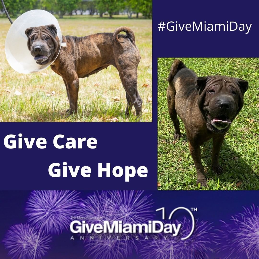 📣 <a target='_blank' href='https://www.instagram.com/explore/tags/GiveMiamiDay/'>#GiveMiamiDay</a> is here!❤️ 
Please know that by giving today, you will be directly helping dogs like Roberta. Roberta arrived at the shelter, hairless and in very poor health.  After months of care and endless treated baths, Roberta's hair grew back and her skin lesions healed.  Unfortunately, she developed cysts that require treatment by a skin specialist.  All this care is very expensive.  You can play a part in Roberta 's long road to recovery.  Please give generously to Born Free.
Please click on the link in our bio to support to our cause.