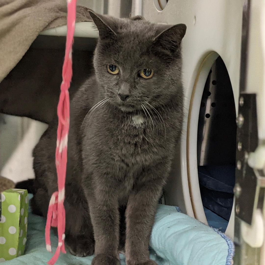 GRIGRIS AIMERAIT BIEN «PÉTRIR» VOTRE CŒUR ❤️

En ce Mois de la sensibilisation aux animaux âgés, l’équipe de Salut Bonjour vous présente la douce GriGris, une jolie chatte de 13 ans. Cette minette d’expérience, qui adore les caresses et l’herbe à chat, se met à faire du « pétrissage » dès qu’elle s’aperçoit que quelqu’un la regarde. Un foyer calme, sans jeunes enfants ou autres animaux, lui permettra de régner à son goût sur son nouveau royaume! Avez-vous une petite place chez vous pour GriGris, la chatte porte-bonheur? Cliquez sur le lien « Animal vedette Salut Bonjour » dans notre bio ou visitez spca.com pour les détails.

//
GRIGRIS WOULD LOVE TO “KNEAD” YOUR HEART

In its series for Adopt a Senior Pet month, Salut Bonjour is featuring GriGris, a beautiful 13-year-old cat. This sweet older kitty loves petting and catnip, and starts “kneading” as soon as she realizes someone is looking at her. A quiet home, without young children or other animals, will allow her to reign over her new kingdom to her heart's content! GriGris would love to bring her happiness to your home. Do you have room for GriGris? Click on the link “Animal vedette Salut Bonjour’ in our bio or visit spca.com for details.