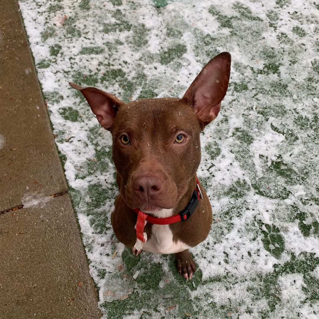 Our dude Frost has been enjoying this week’s frosty weather! ❄️ Whether romping around in the play yard or gnawing on chew toys, Frost is an energetic and fun-loving pup who enjoys having a good time! He’s a smart guy and will be the perfect play pal for a fun family ❤️

<a target='_blank' href='https://www.instagram.com/explore/tags/cuyahogadogs/'>#cuyahogadogs</a>  <a target='_blank' href='https://www.instagram.com/explore/tags/shelterdogsofinstagram/'>#shelterdogsofinstagram</a> <a target='_blank' href='https://www.instagram.com/explore/tags/rescuedogsofinstagram/'>#rescuedogsofinstagram</a> <a target='_blank' href='https://www.instagram.com/explore/tags/rescuedismyfavoritebreed/'>#rescuedismyfavoritebreed</a> <a target='_blank' href='https://www.instagram.com/explore/tags/adoptdontshop/'>#adoptdontshop</a>🐾 <a target='_blank' href='https://www.instagram.com/explore/tags/rescuedog/'>#rescuedog</a> <a target='_blank' href='https://www.instagram.com/explore/tags/ohiodog/'>#ohiodog</a> <a target='_blank' href='https://www.instagram.com/explore/tags/dogslife/'>#dogslife</a>  <a target='_blank' href='https://www.instagram.com/explore/tags/ccas/'>#ccas</a> <a target='_blank' href='https://www.instagram.com/explore/tags/ccasdogs/'>#ccasdogs</a> <a target='_blank' href='https://www.instagram.com/explore/tags/adoptme/'>#adoptme</a> <a target='_blank' href='https://www.instagram.com/explore/tags/chewsadoption/'>#chewsadoption</a> <a target='_blank' href='https://www.instagram.com/explore/tags/shelterdog/'>#shelterdog</a> <a target='_blank' href='https://www.instagram.com/explore/tags/shelterdogs/'>#shelterdogs</a> <a target='_blank' href='https://www.instagram.com/explore/tags/shelterdogsrock/'>#shelterdogsrock</a> <a target='_blank' href='https://www.instagram.com/explore/tags/shelterdogsrockoh/'>#shelterdogsrockoh</a> <a target='_blank' href='https://www.instagram.com/explore/tags/shelterdogsrule/'>#shelterdogsrule</a> <a target='_blank' href='https://www.instagram.com/explore/tags/cuyahogacounty/'>#cuyahogacounty</a> <a target='_blank' href='https://www.instagram.com/explore/tags/cuyahogacountyanimalshelter/'>#cuyahogacountyanimalshelter</a> <a target='_blank' href='https://www.instagram.com/explore/tags/adopt/'>#adopt</a> <a target='_blank' href='https://www.instagram.com/explore/tags/adoptdontshop/'>#adoptdontshop</a> <a target='_blank' href='https://www.instagram.com/explore/tags/shelterdogsofinstagram/'>#shelterdogsofinstagram</a> <a target='_blank' href='https://www.instagram.com/explore/tags/shelterdogsofig/'>#shelterdogsofig</a> <a target='_blank' href='https://www.instagram.com/explore/tags/rescuedogs/'>#rescuedogs</a> <a target='_blank' href='https://www.instagram.com/explore/tags/rescuedogsofinstagram/'>#rescuedogsofinstagram</a> <a target='_blank' href='https://www.instagram.com/explore/tags/adoptashelterdog/'>#adoptashelterdog</a> <a target='_blank' href='https://www.instagram.com/explore/tags/adoptashelterpet/'>#adoptashelterpet</a> <a target='_blank' href='https://www.instagram.com/explore/tags/frost/'>#frost</a>