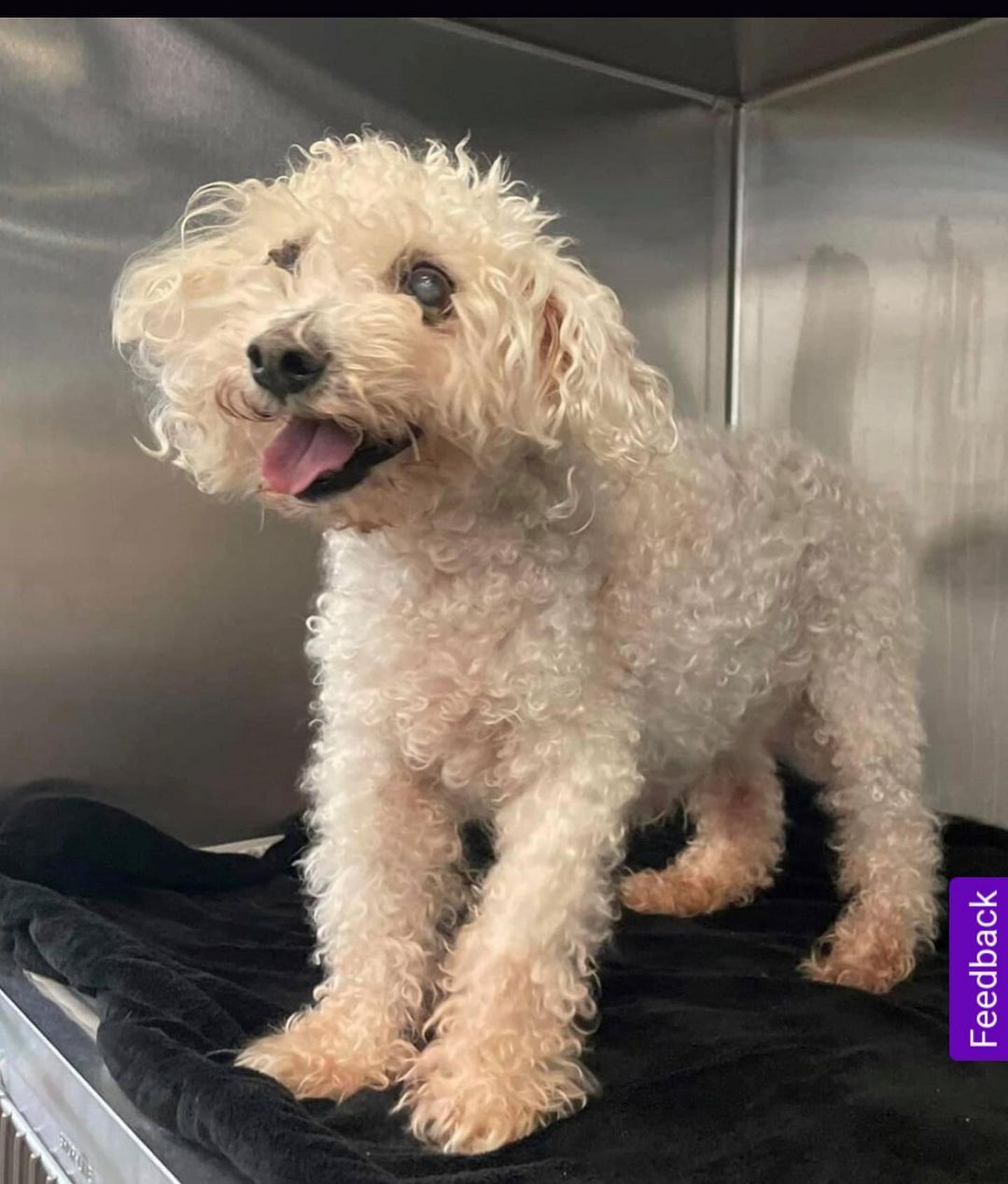 Meet Snowball! Snowball is a 13-year-old spry, healthy, white, male poodle. He is a happy dog, loves to go on walks, is fine with cats, dogs, and people. He’s looking for a low-key lifestyle as he heads into his retirement years. He is fully vetted, healthy bloodwork, X-rays, and dental. www.camorescue.com ♥️