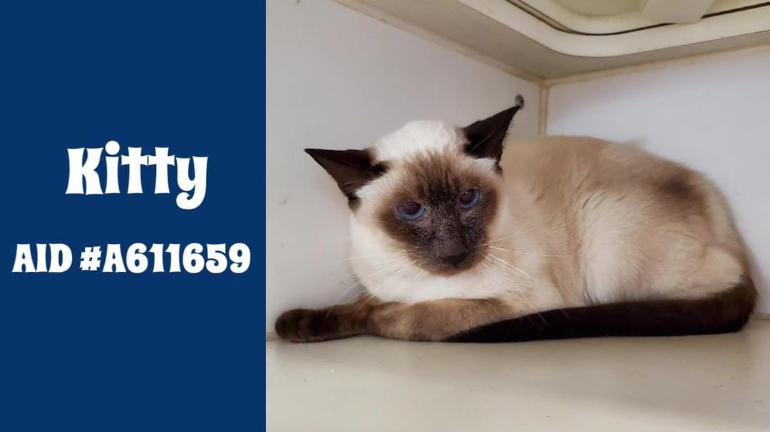 Kitty (AID <a target='_blank' href='https://www.instagram.com/explore/tags/A611659/'>#A611659</a>) is a 7 year old Siamese. She's a beautiful girl that misses her home. She would love to find her new family to spend Thanksgiving with. If you would like to open your heart and home to Kitty, please apply at adopets.com or email petadopt@longbeach.gov.