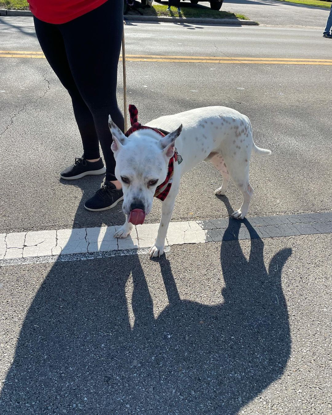 So much fun! AAR is participating in the @tomballchamber Holiday parade! Come see us!! <a target='_blank' href='https://www.instagram.com/explore/tags/abandonedanimalrescue/'>#abandonedanimalrescue</a> <a target='_blank' href='https://www.instagram.com/explore/tags/givingpawsahelpinghand/'>#givingpawsahelpinghand</a> <a target='_blank' href='https://www.instagram.com/explore/tags/dogsofaar/'>#dogsofaar</a> <a target='_blank' href='https://www.instagram.com/explore/tags/pupper/'>#pupper</a> <a target='_blank' href='https://www.instagram.com/explore/tags/doggo/'>#doggo</a> <a target='_blank' href='https://www.instagram.com/explore/tags/rescue/'>#rescue</a> <a target='_blank' href='https://www.instagram.com/explore/tags/rescuedogs/'>#rescuedogs</a> <a target='_blank' href='https://www.instagram.com/explore/tags/shelterdog/'>#shelterdog</a> <a target='_blank' href='https://www.instagram.com/explore/tags/happydog/'>#happydog</a> <a target='_blank' href='https://www.instagram.com/explore/tags/gooddoggo/'>#gooddoggo</a> <a target='_blank' href='https://www.instagram.com/explore/tags/lovedogs/'>#lovedogs</a> <a target='_blank' href='https://www.instagram.com/explore/tags/puppies/'>#puppies</a> <a target='_blank' href='https://www.instagram.com/explore/tags/adopt/'>#adopt</a> <a target='_blank' href='https://www.instagram.com/explore/tags/adoptdontshop/'>#adoptdontshop</a> <a target='_blank' href='https://www.instagram.com/explore/tags/adoptable/'>#adoptable</a> <a target='_blank' href='https://www.instagram.com/explore/tags/conroetx/'>#conroetx</a> <a target='_blank' href='https://www.instagram.com/explore/tags/springtx/'>#springtx</a> <a target='_blank' href='https://www.instagram.com/explore/tags/katytx/'>#katytx</a> <a target='_blank' href='https://www.instagram.com/explore/tags/cypresstx/'>#cypresstx</a> <a target='_blank' href='https://www.instagram.com/explore/tags/houston/'>#houston</a> <a target='_blank' href='https://www.instagram.com/explore/tags/magnoliachamberofcommerce/'>#magnoliachamberofcommerce</a> <a target='_blank' href='https://www.instagram.com/explore/tags/magnoliatx/'>#magnoliatx</a> <a target='_blank' href='https://www.instagram.com/explore/tags/thewoodlands/'>#thewoodlands</a> <a target='_blank' href='https://www.instagram.com/explore/tags/tomballchamber/'>#tomballchamber</a>