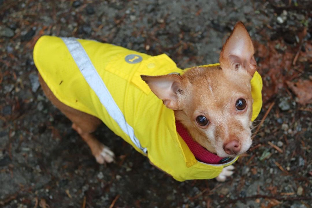 This is Roger. He loves walks, but isn’t so sure about walks in the rain. Thank goodness for his sister’s magic carriage he can hitch a ride in.